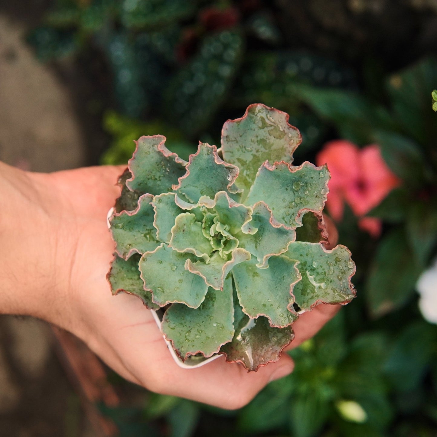 Dorothy - Vivero Florecer