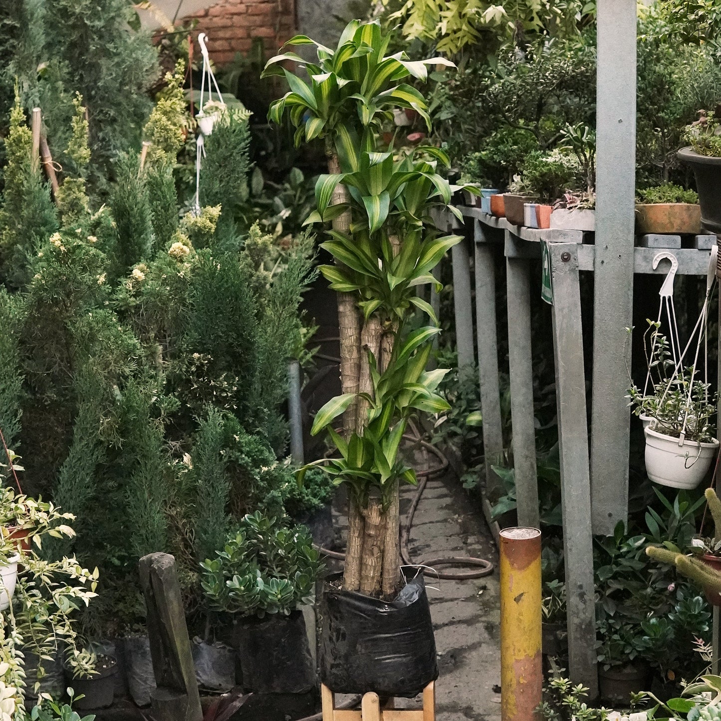 Dracaena Massangeana - Vivero Florecer