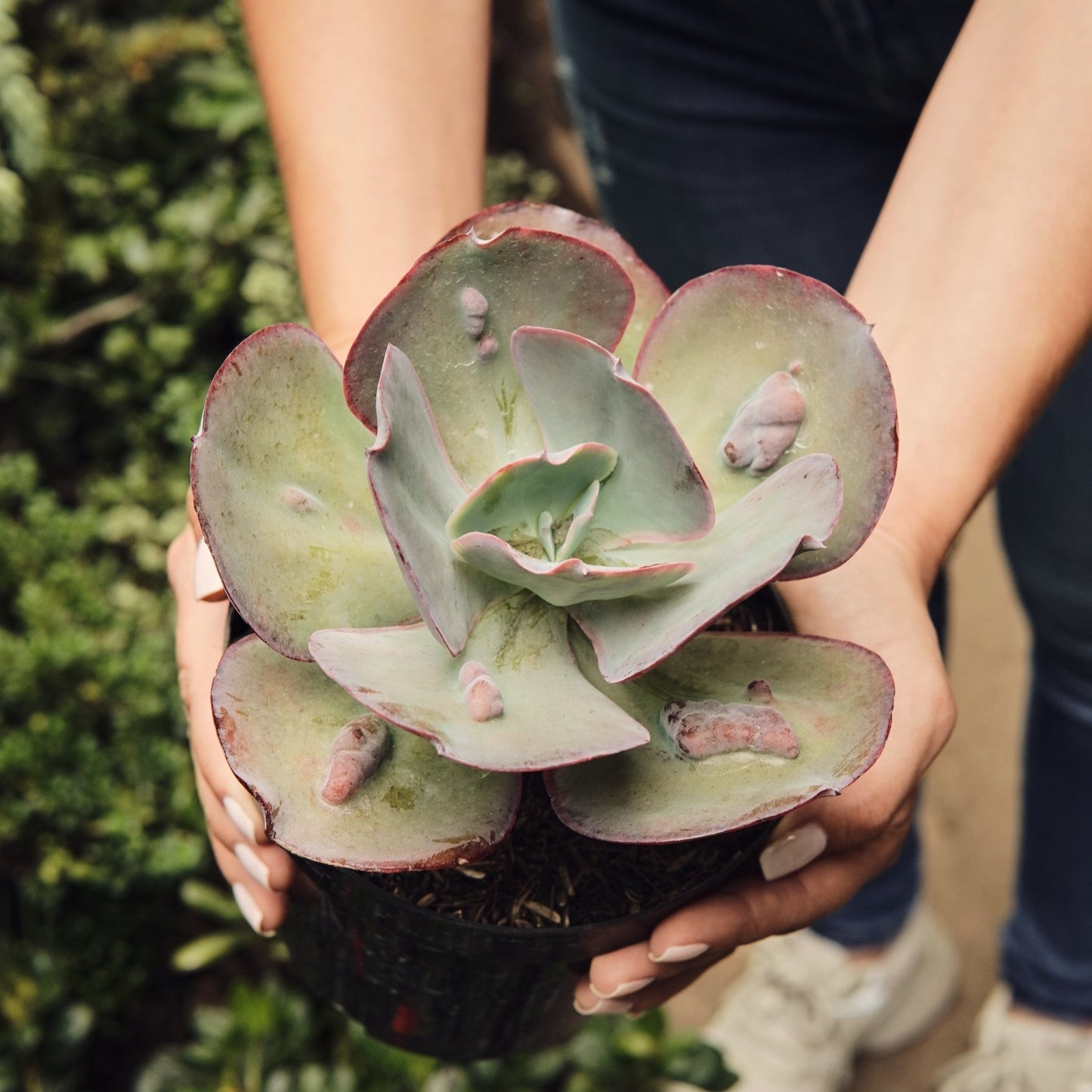 Echeveria Etna Grande - Vivero Florecer