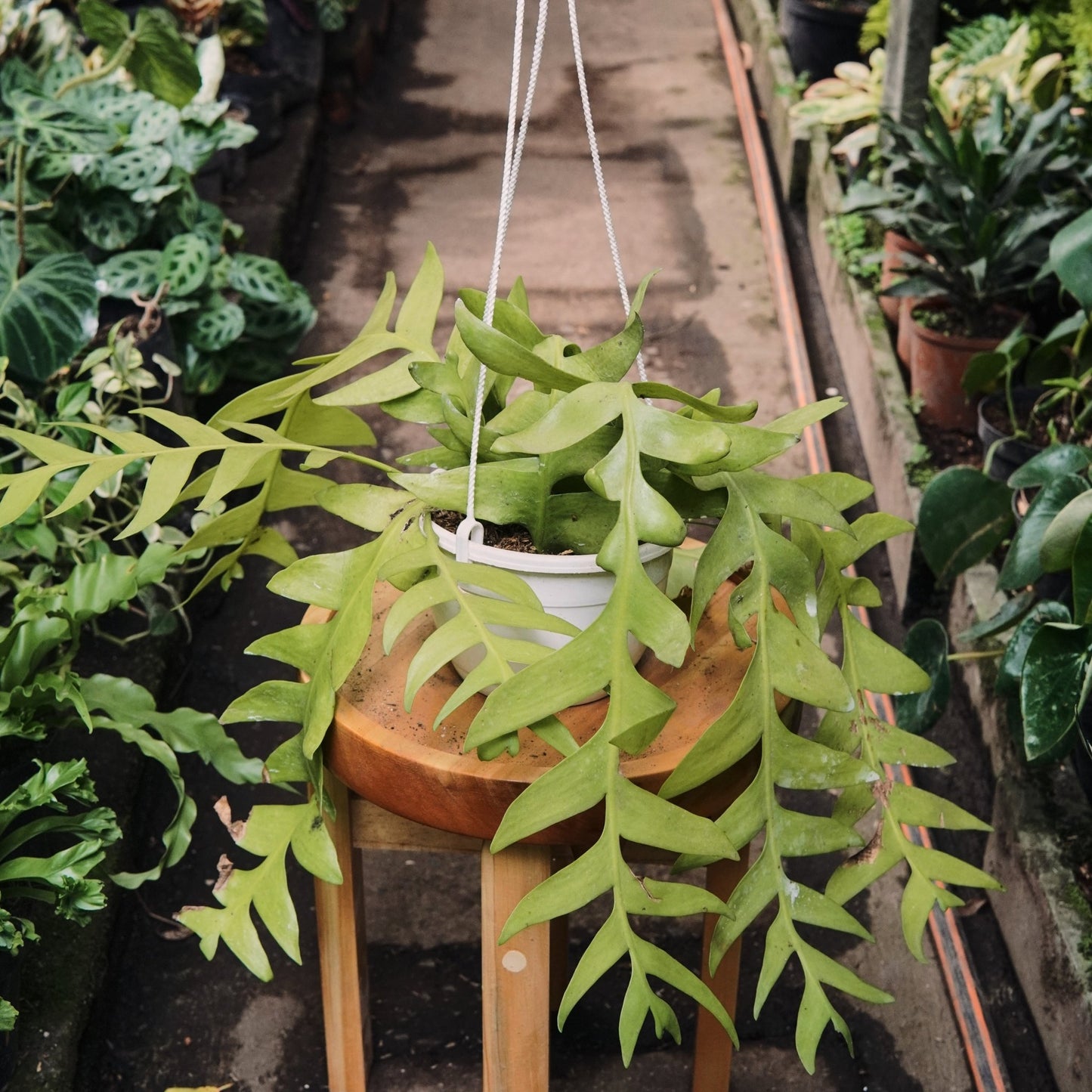 Epiphyllum Chrysocardium - Vivero Florecer