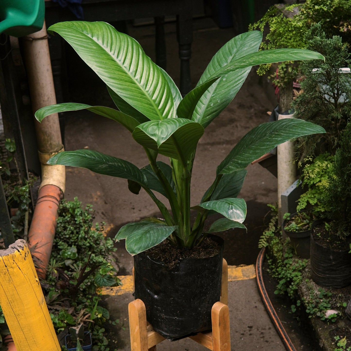 Espatifilo Sensación - Vivero Florecer