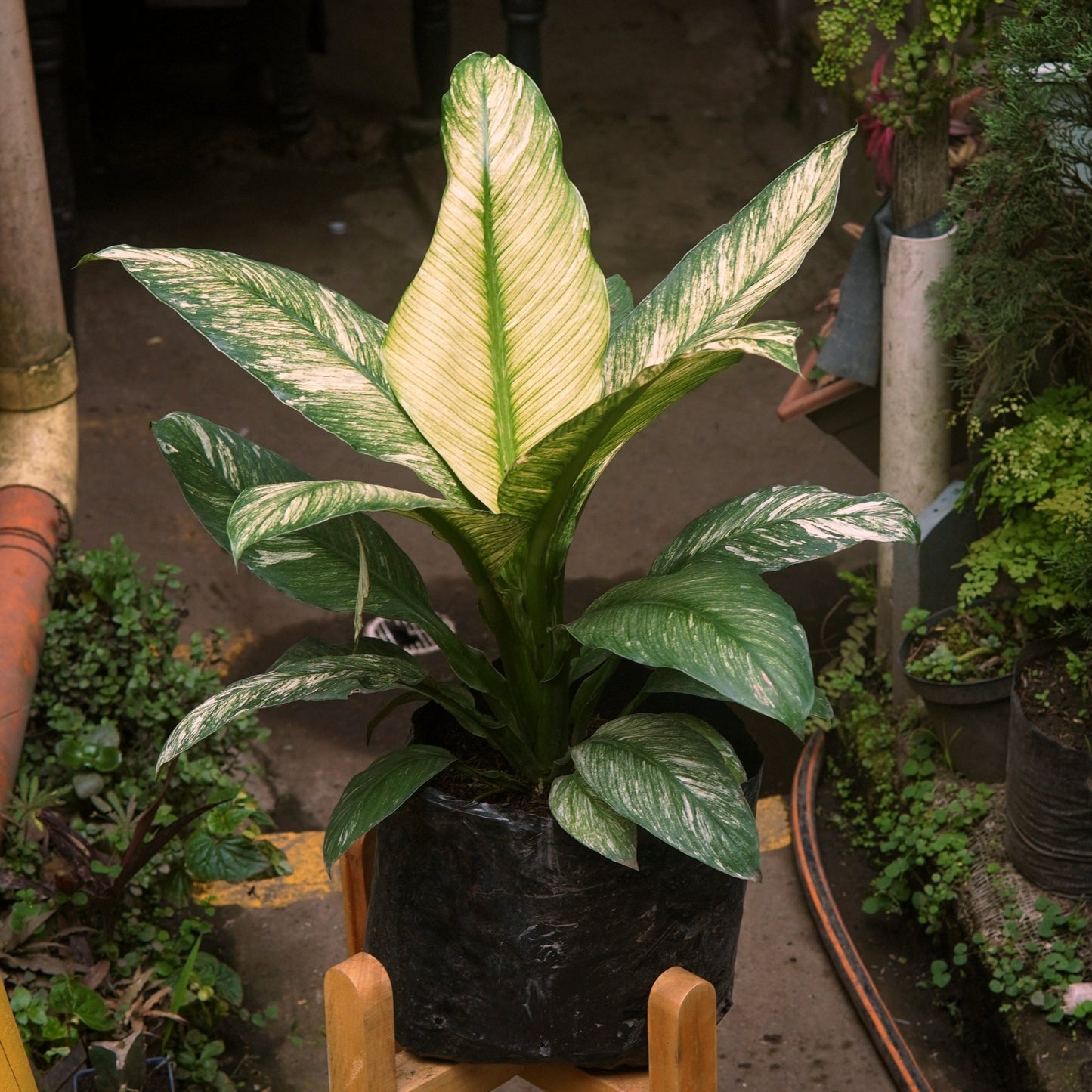 Espatifilo Sensación Variegado - Vivero Florecer
