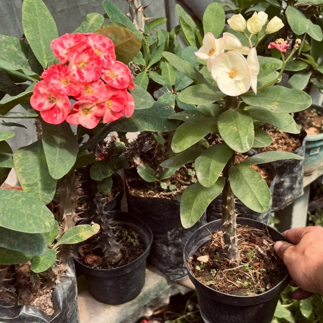 Euphorbia Milii Gigante - Vivero Florecer