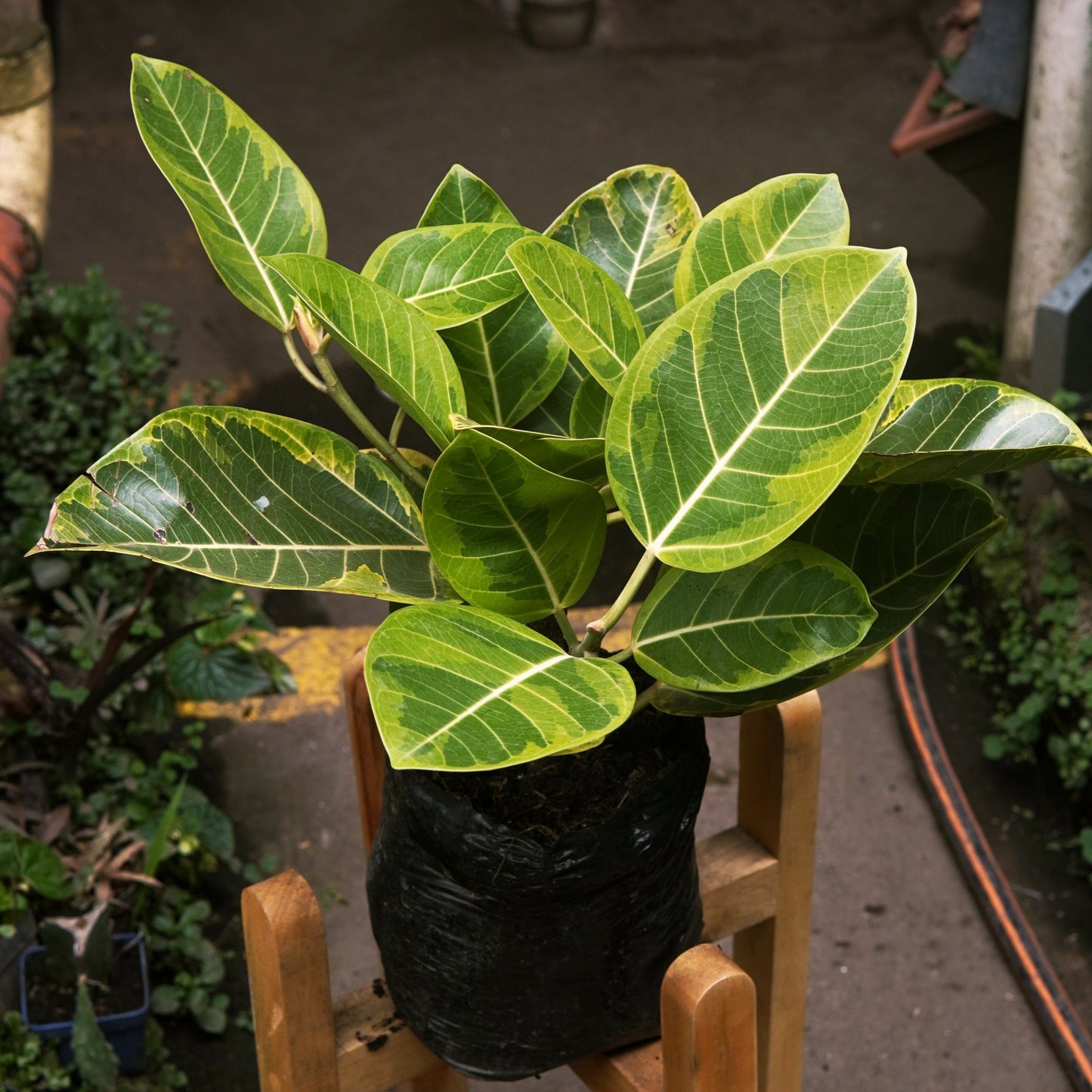Ficus Elástica Yellow Gem - Vivero Florecer
