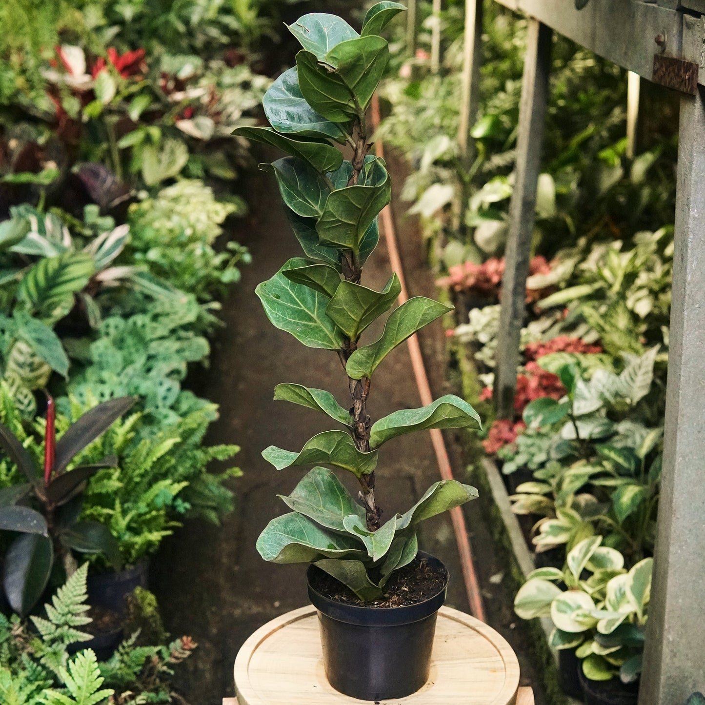 Ficus Lyrata Bambino - Vivero Florecer
