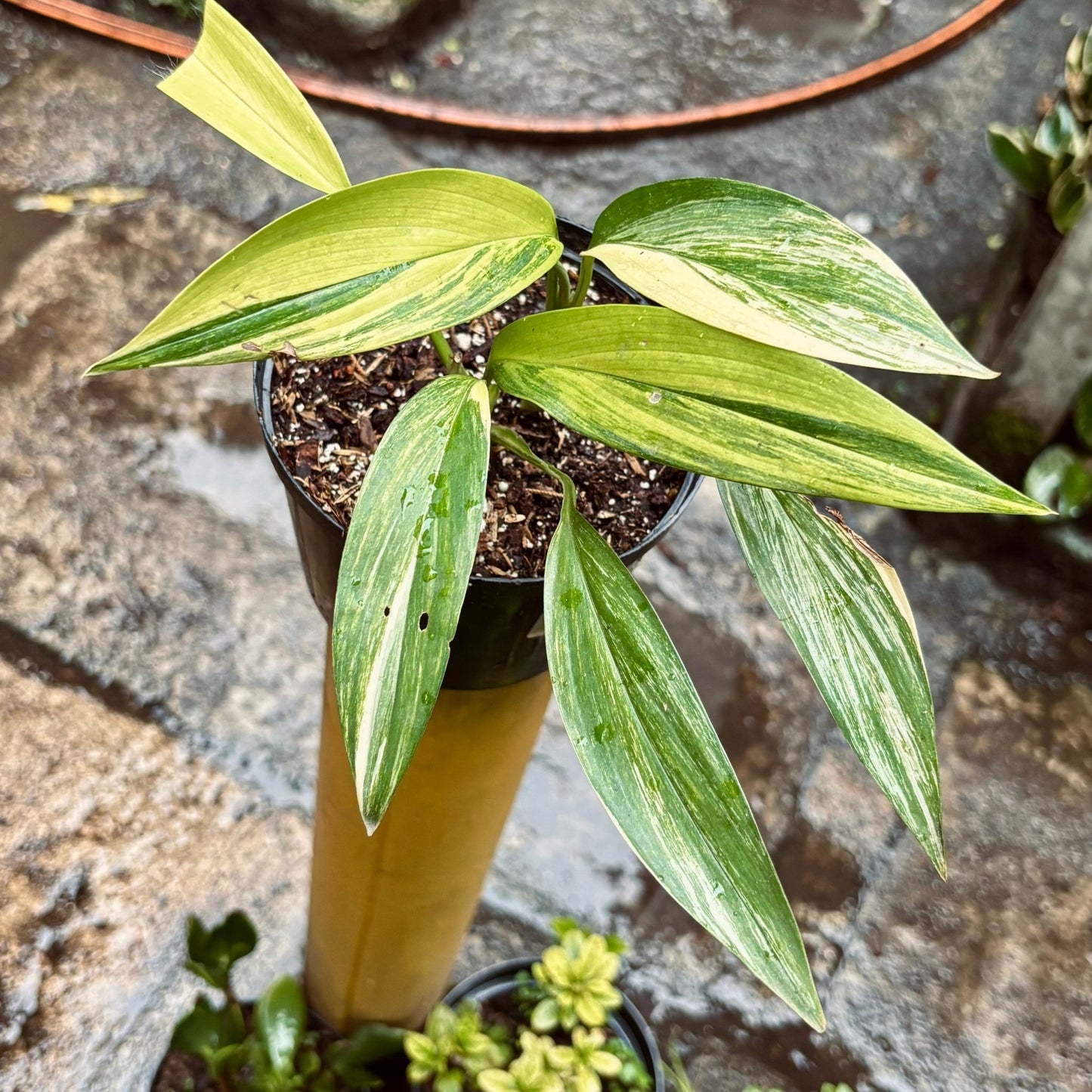 Filodendro Amplissimum Variegado - Vivero Florecer