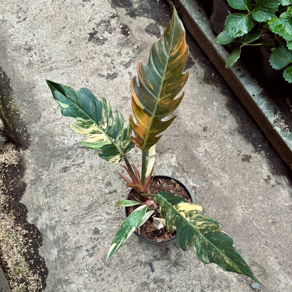 Filodendro Caramel Marble - Vivero Florecer