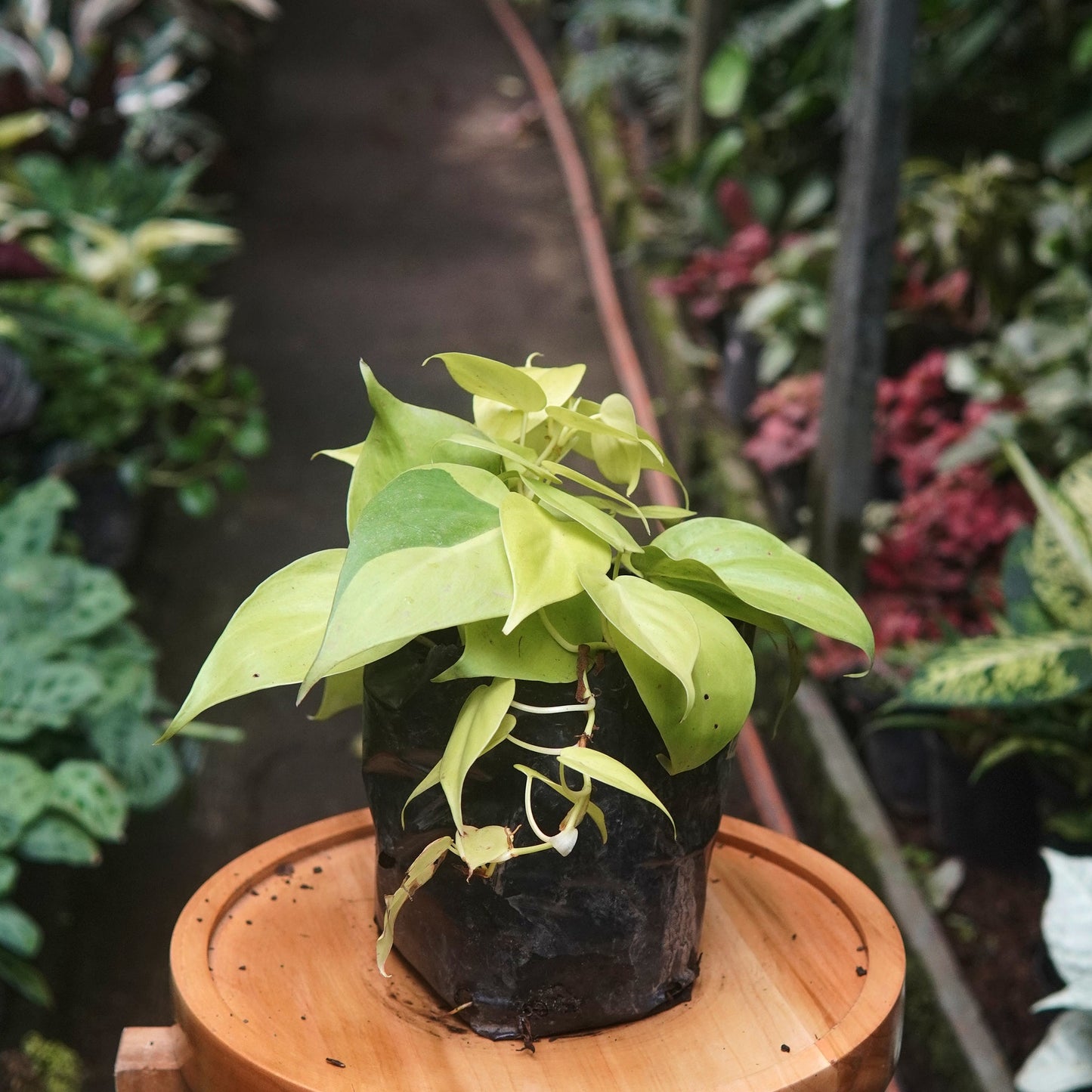 Filodendro Cordatum Lemon - Vivero Florecer