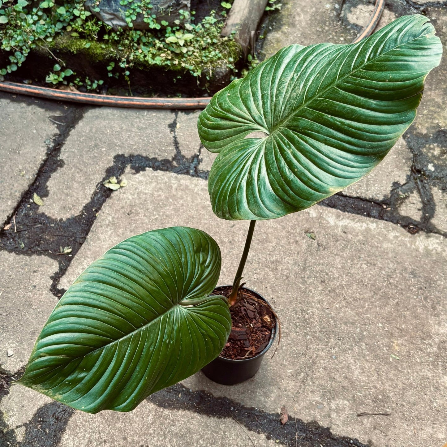Filodendro Fragans - Vivero Florecer