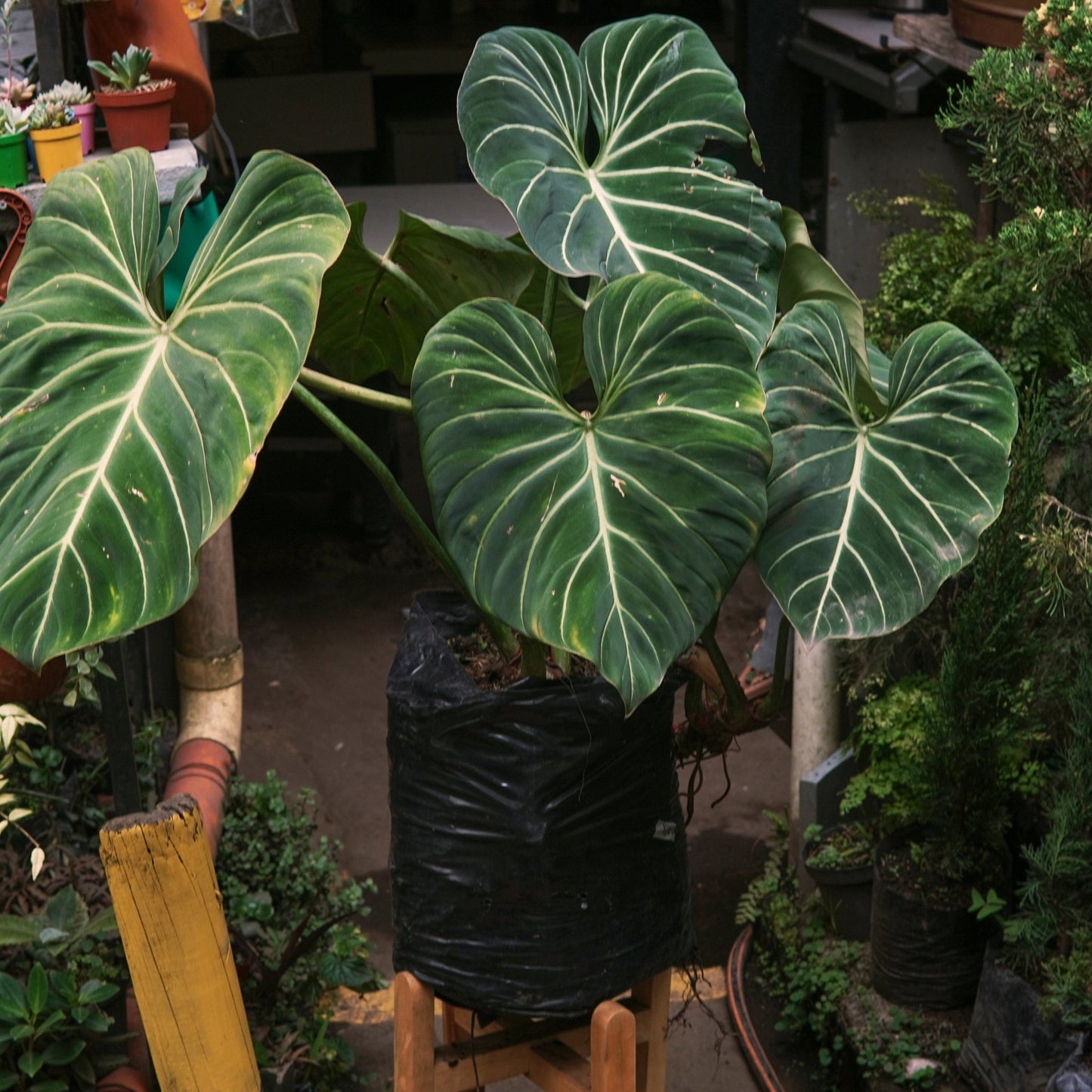 Filodendro Gloriosum - Vivero Florecer