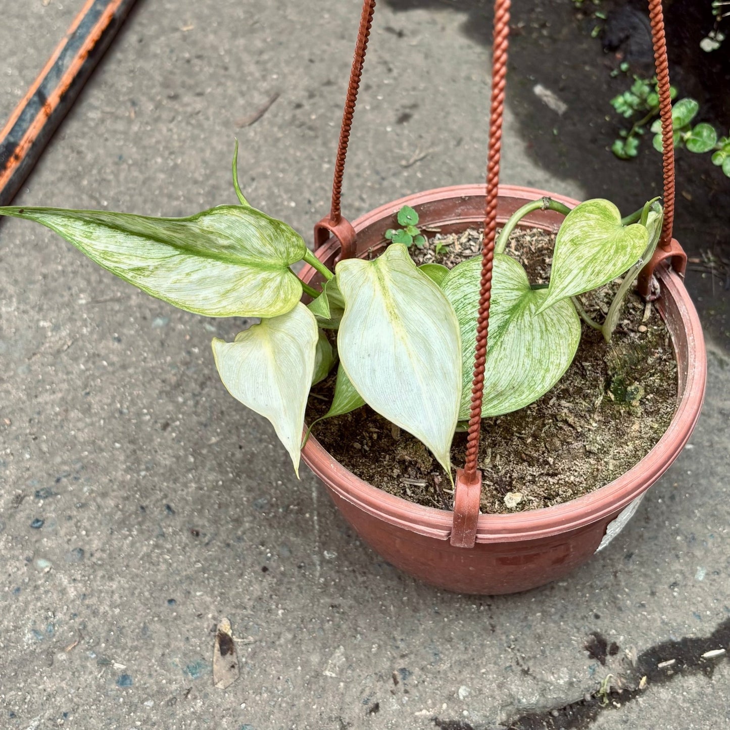 Filodendro Hederaceum Variegado - Vivero Florecer
