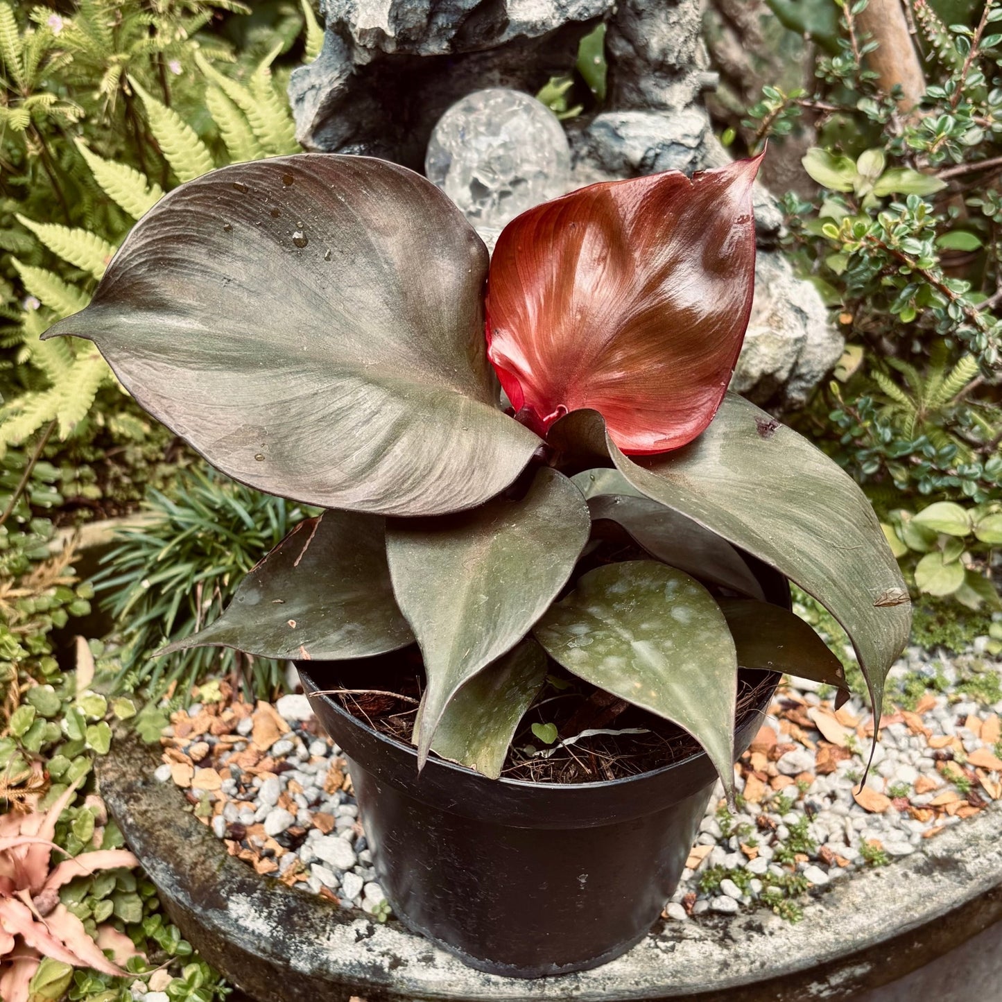 Filodendro Red Heart - Vivero Florecer