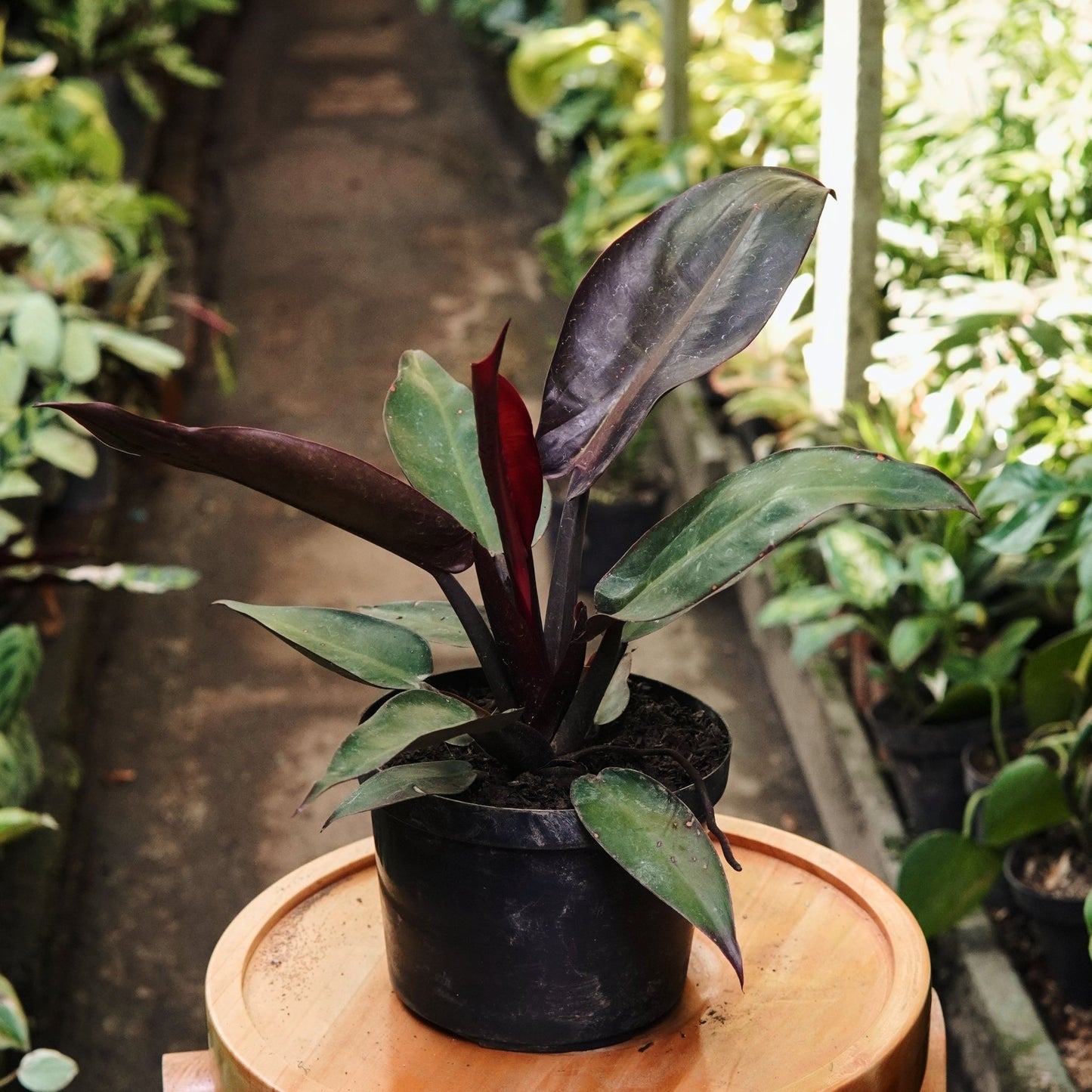 Filodendro Red Sin - Vivero Florecer