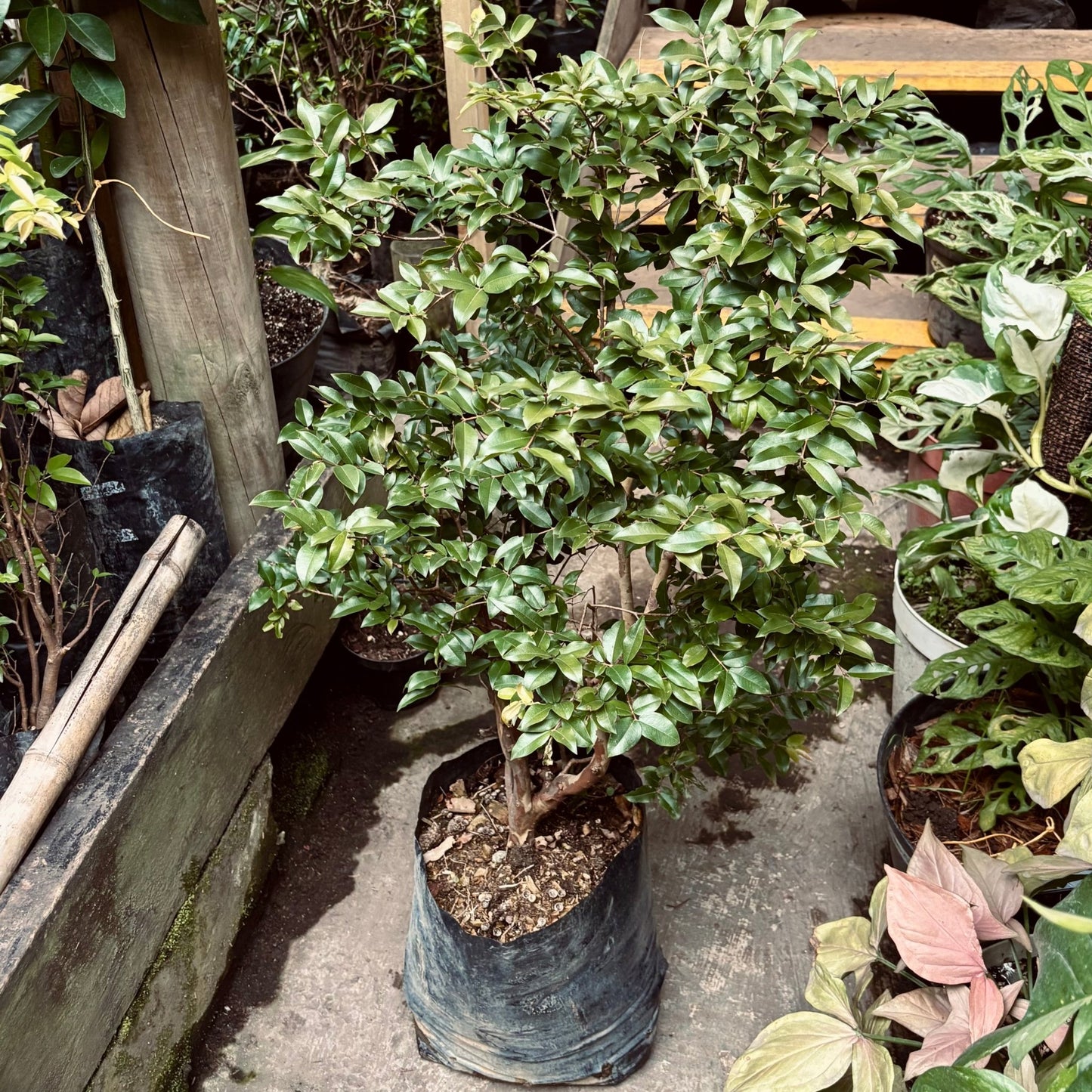 Guayabo Jaboticaba - Vivero Florecer