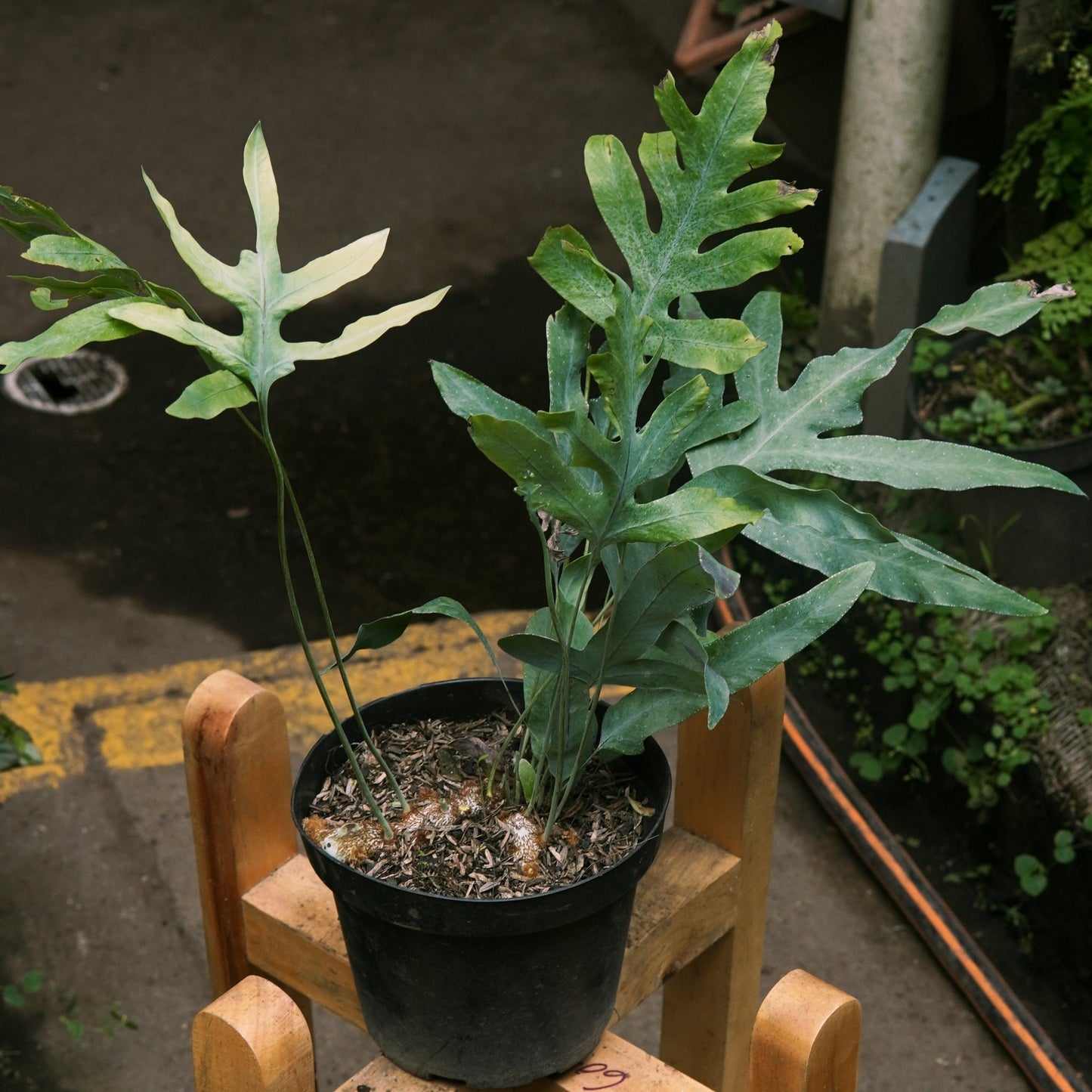 Helecho Blue Star - Vivero Florecer