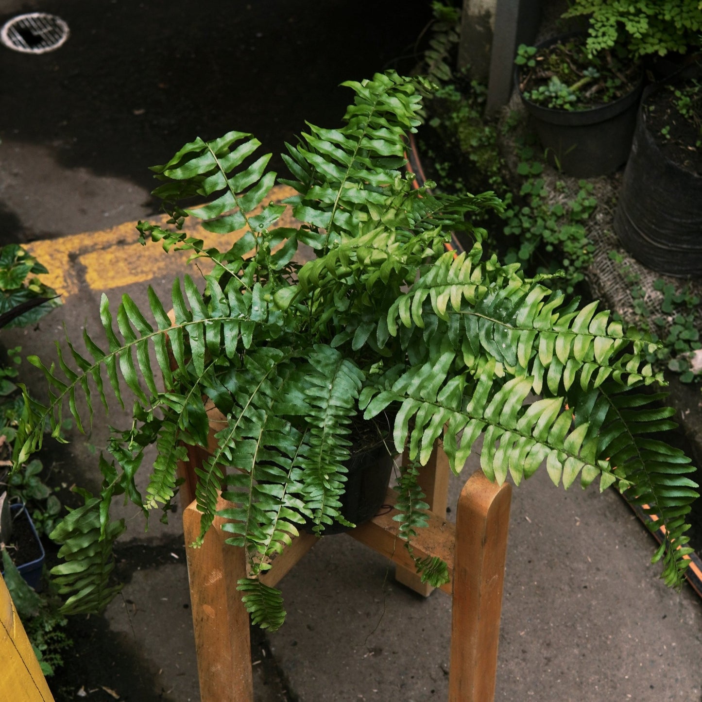 Helecho Boston - Vivero Florecer