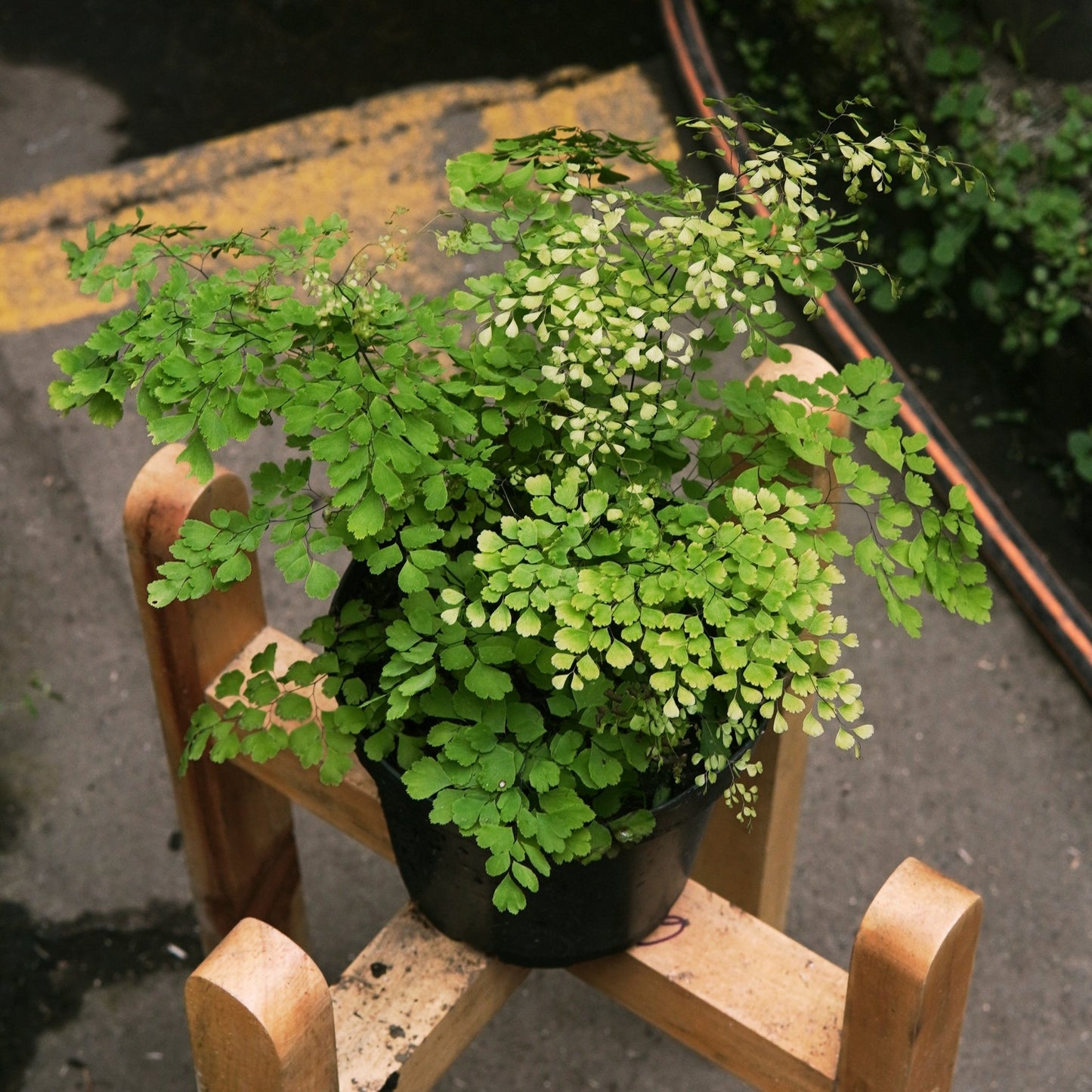 Helecho Cilantrillo - Vivero Florecer