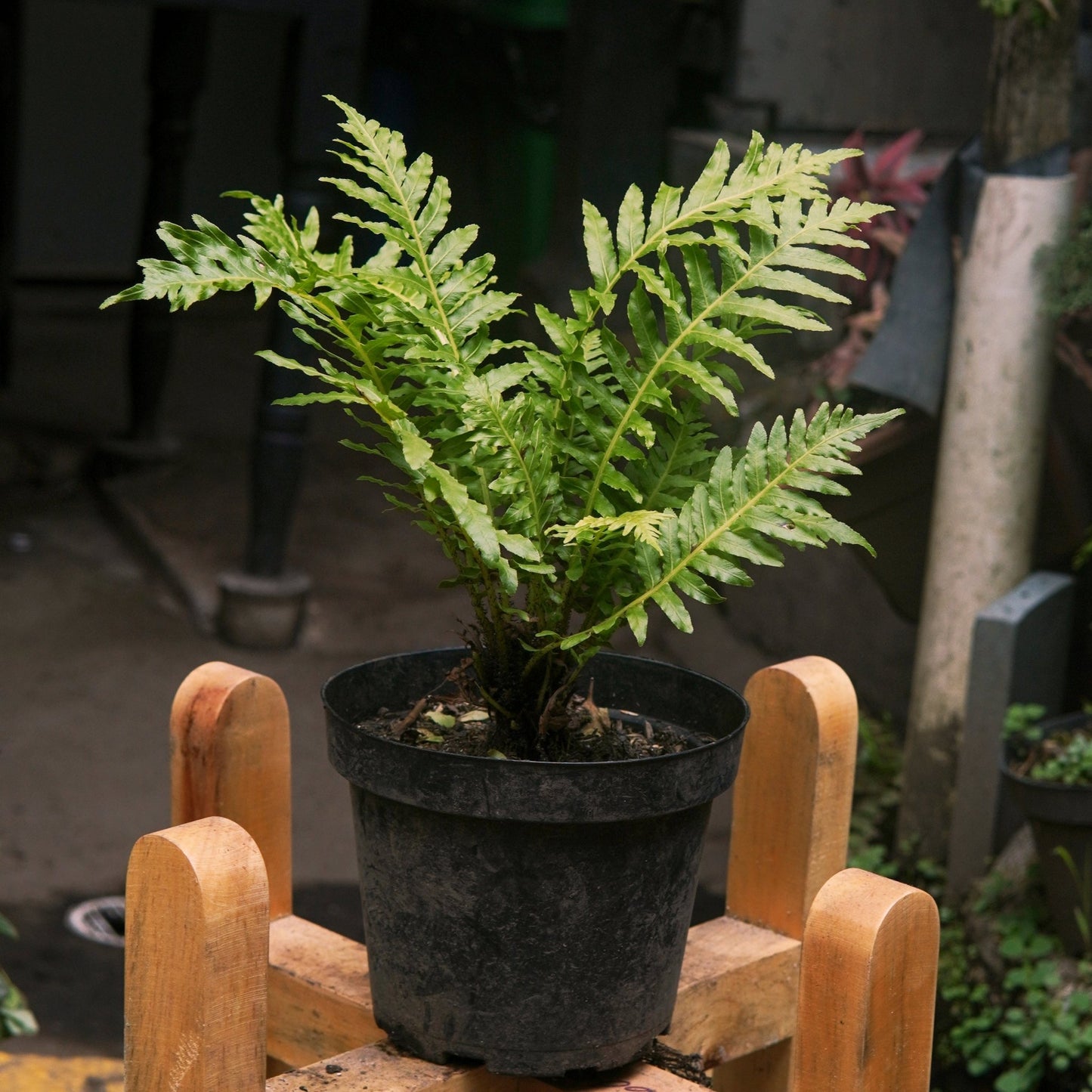 Helecho Palma - Vivero Florecer