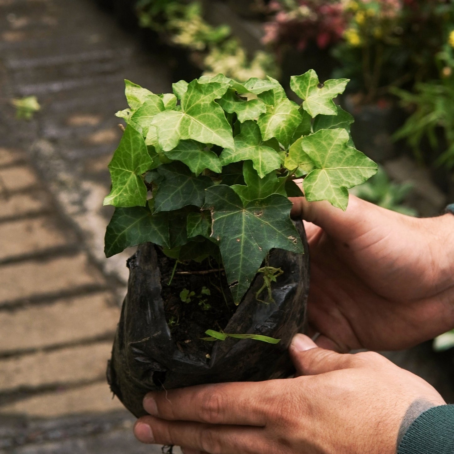 Hiedra mini - Vivero Florecer