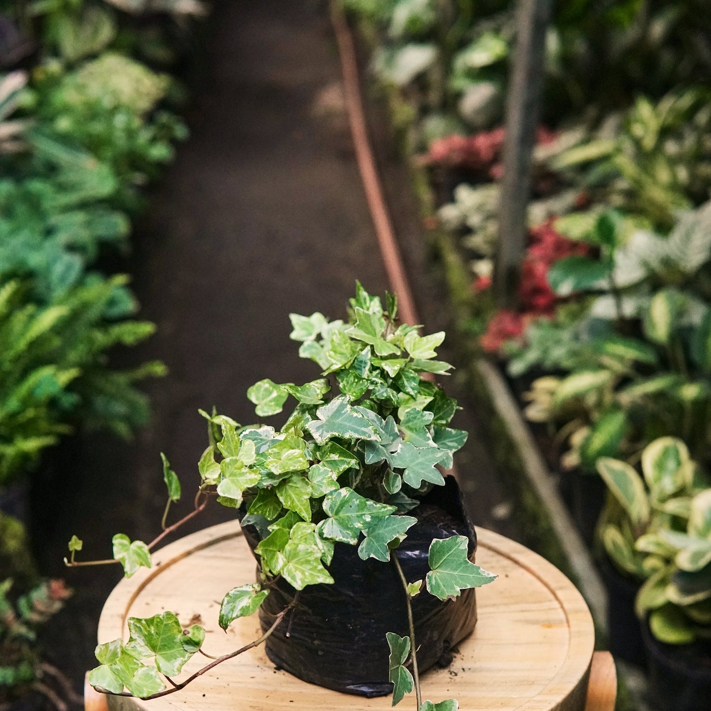 Hiedra Mini Variegada - Vivero Florecer