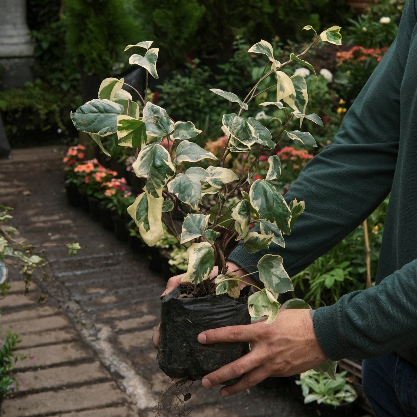 Hiedra Variegada - Vivero Florecer