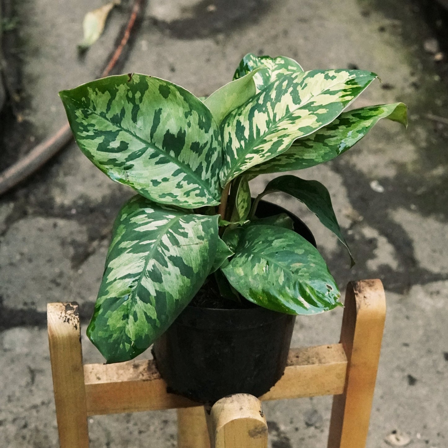 Homalomena Camouflage - Vivero Florecer