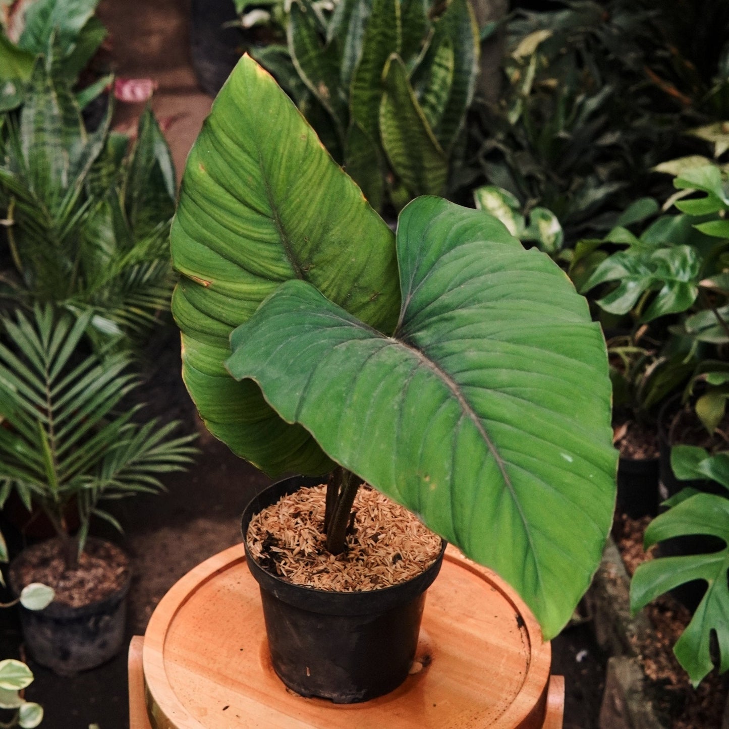 Homalomena Corrugada - Vivero Florecer