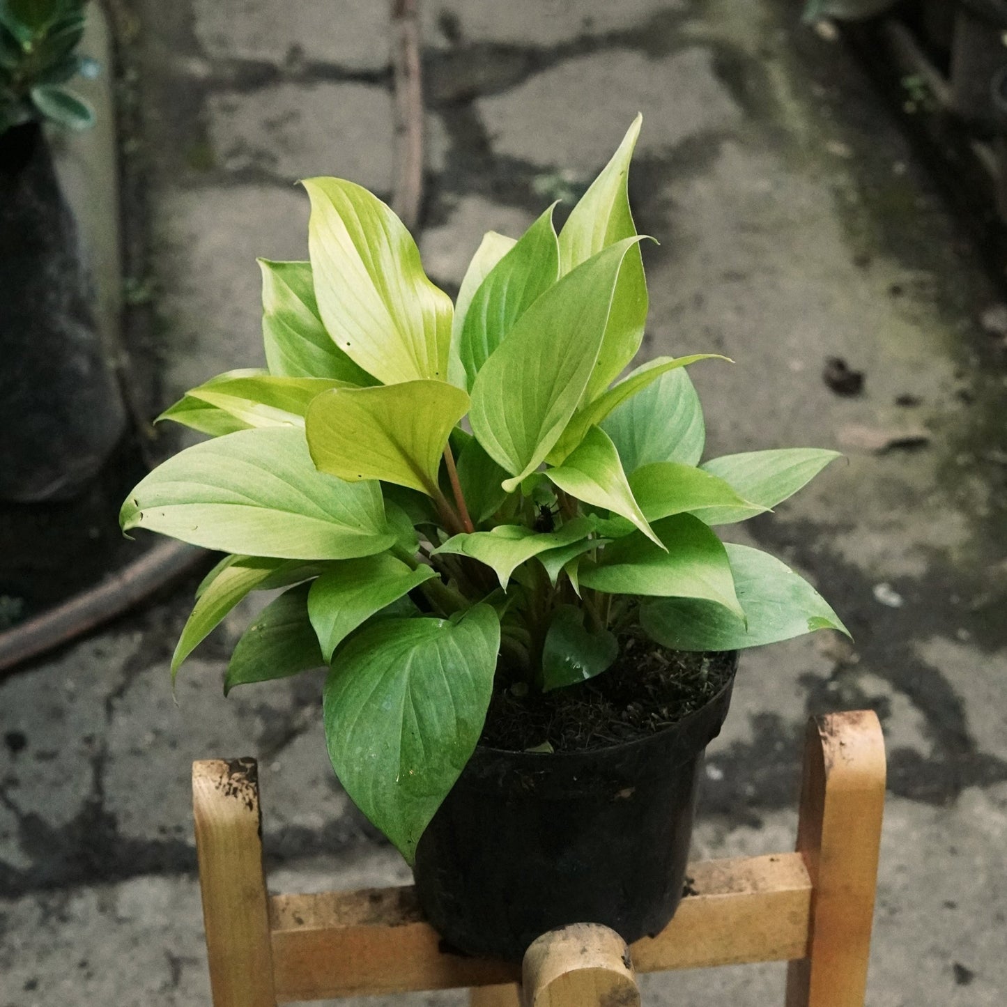Homalomena Lemon - Vivero Florecer