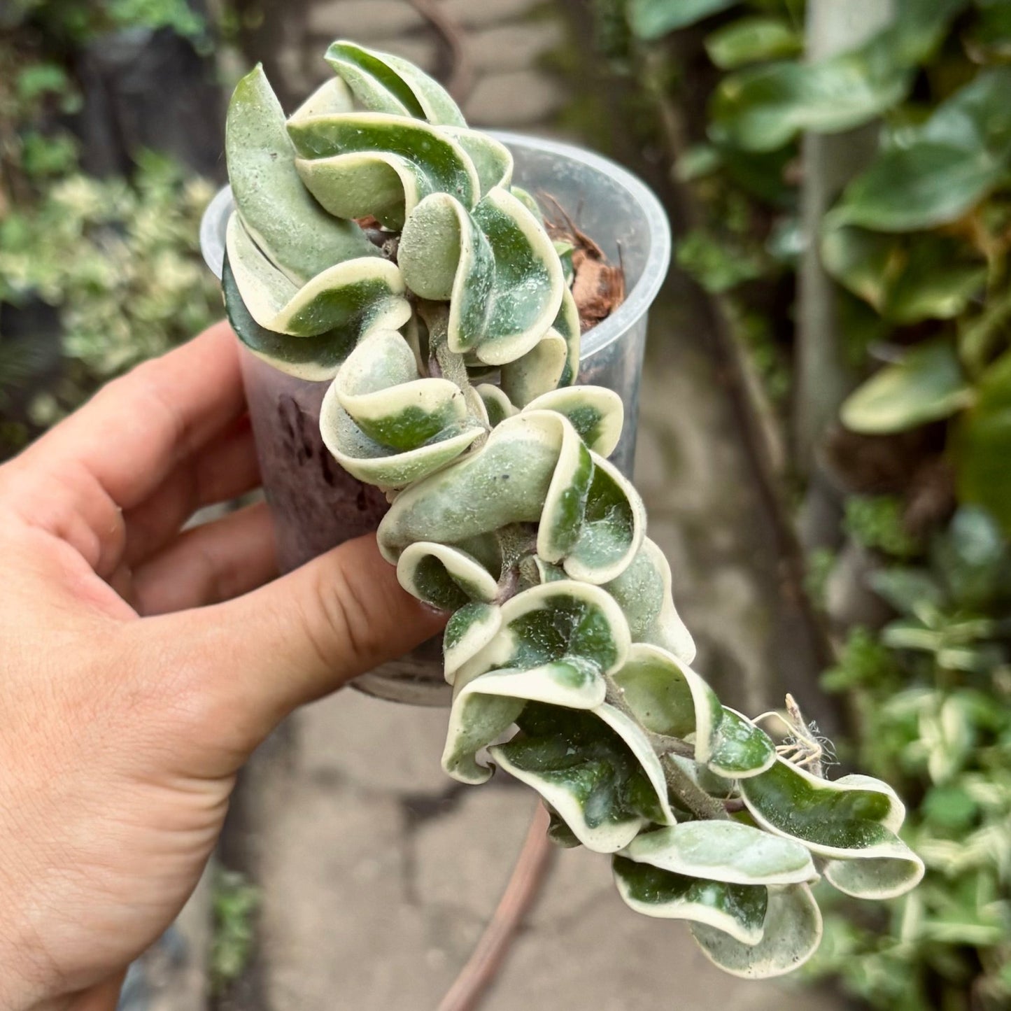 Hoya Compacta Variegada - Vivero Florecer