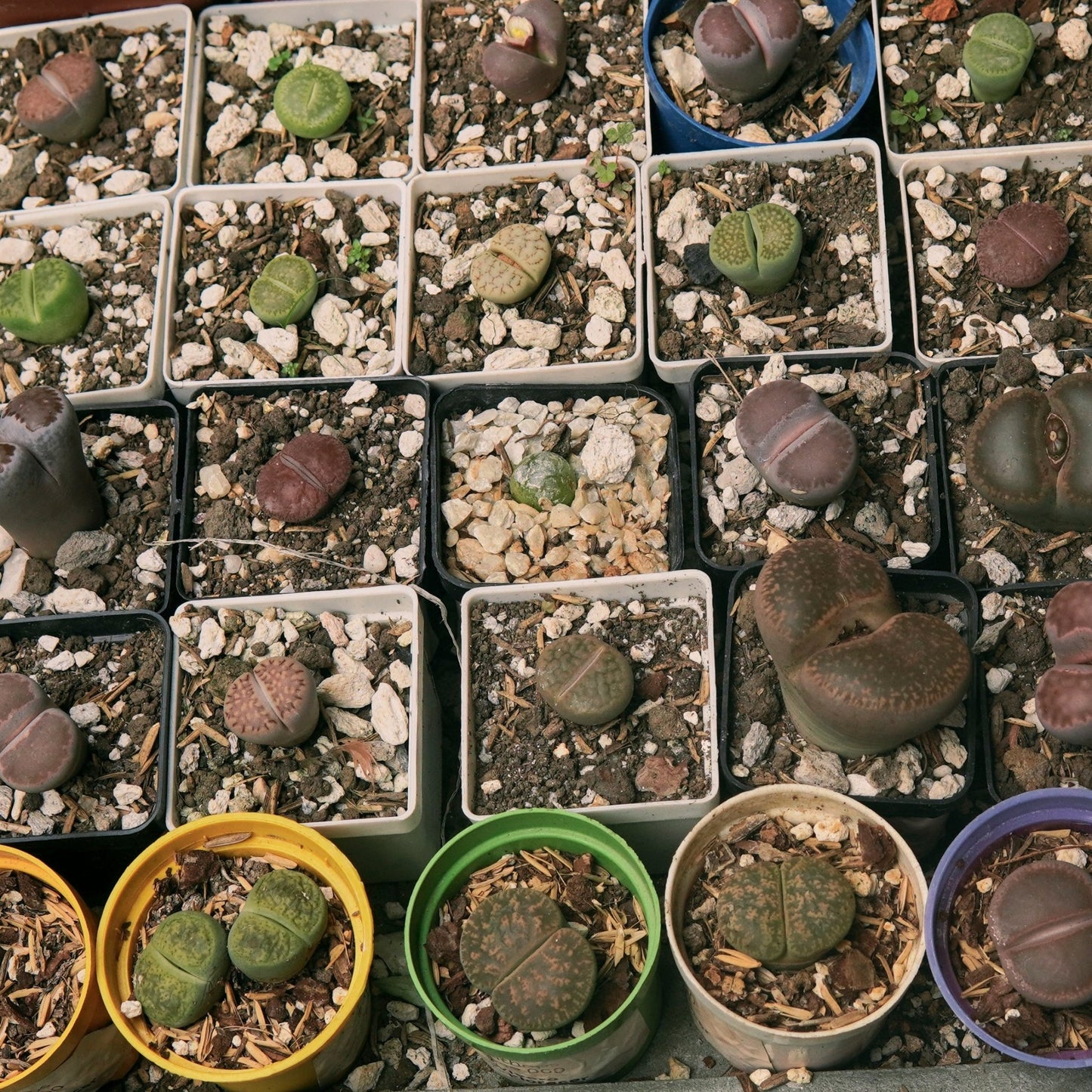 Lithops - Vivero Florecer