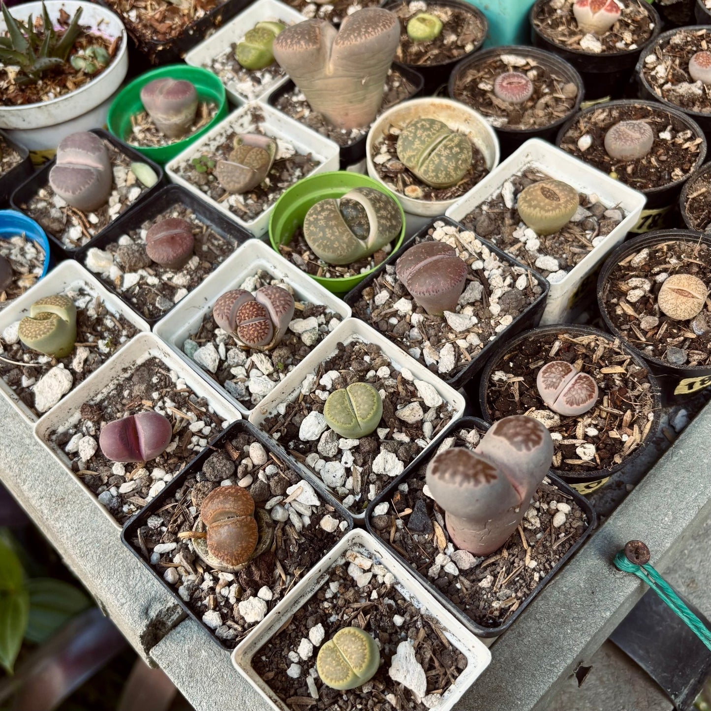 Lithops - Vivero Florecer