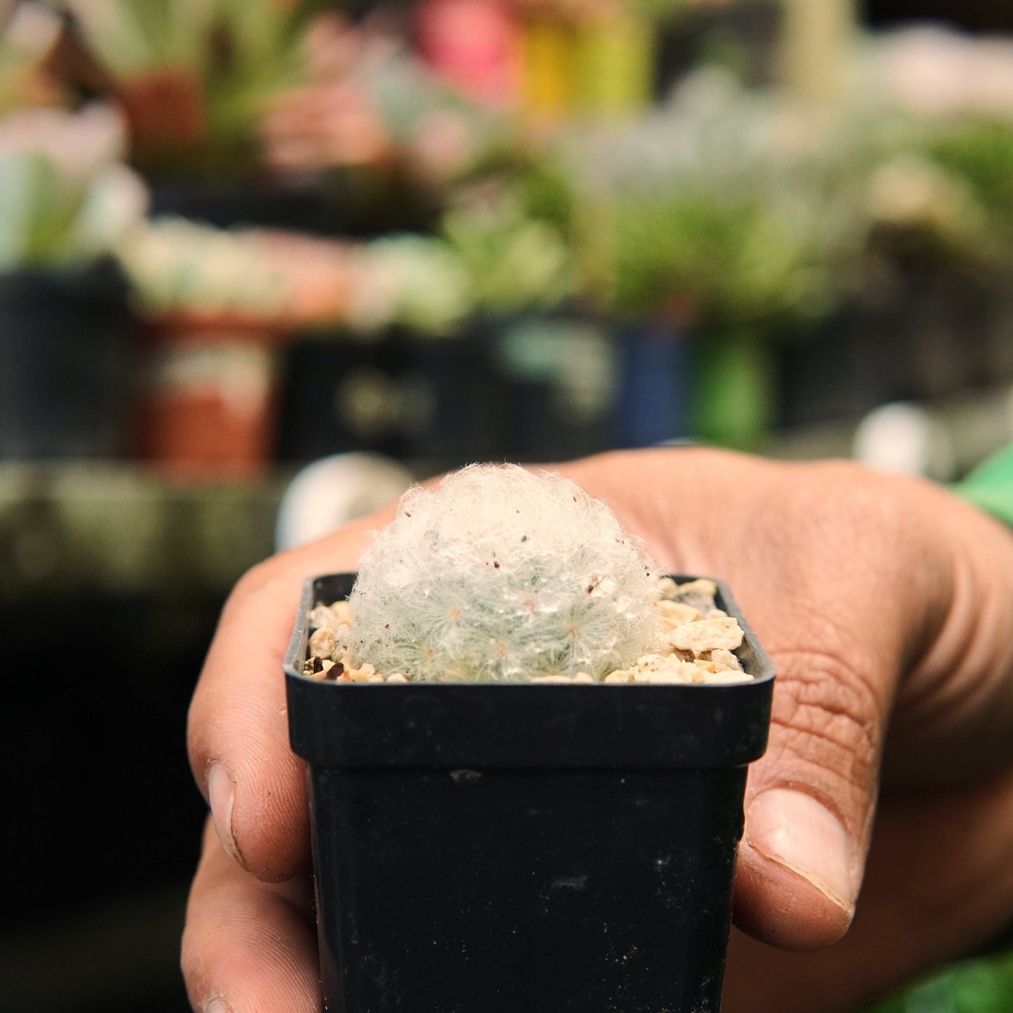 Mammillaria Plumosa - Vivero Florecer