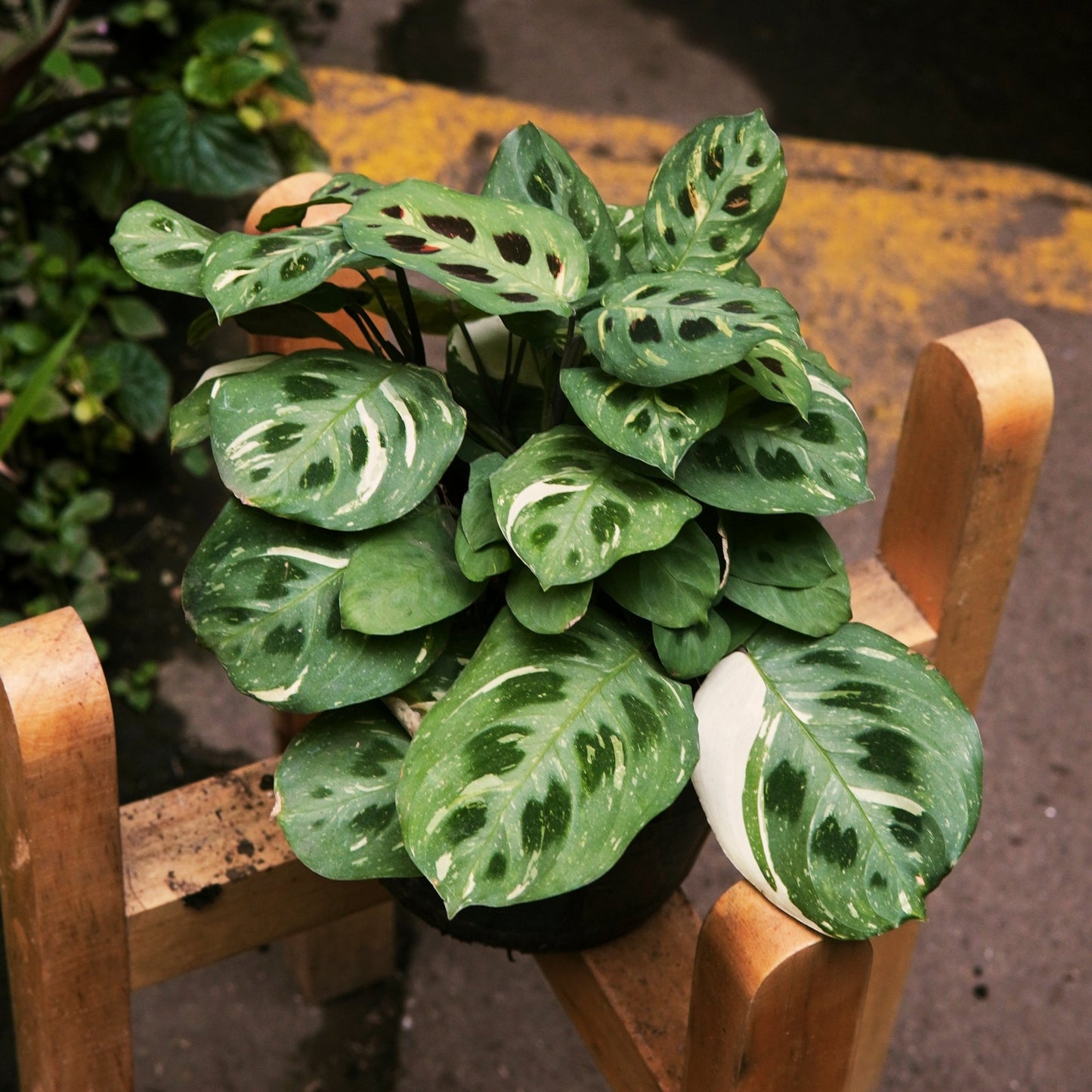 Maranta Kerchoveana Variegada - Vivero Florecer