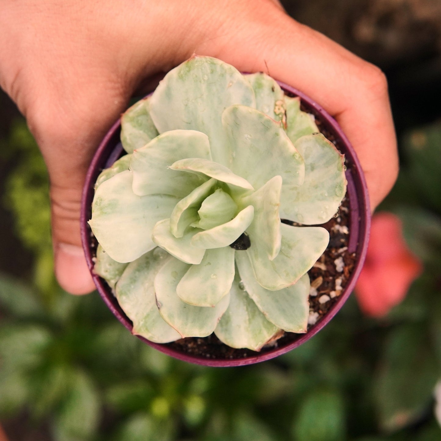 Mocha Variegada - Vivero Florecer