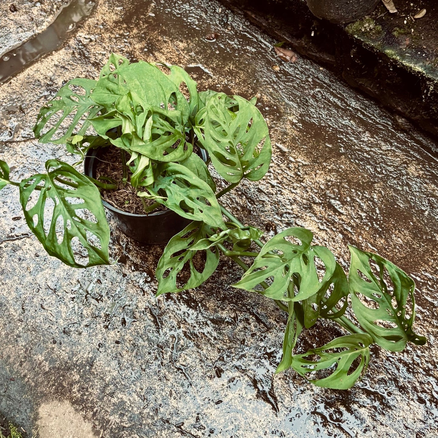 Monstera Obliqua - Vivero Florecer