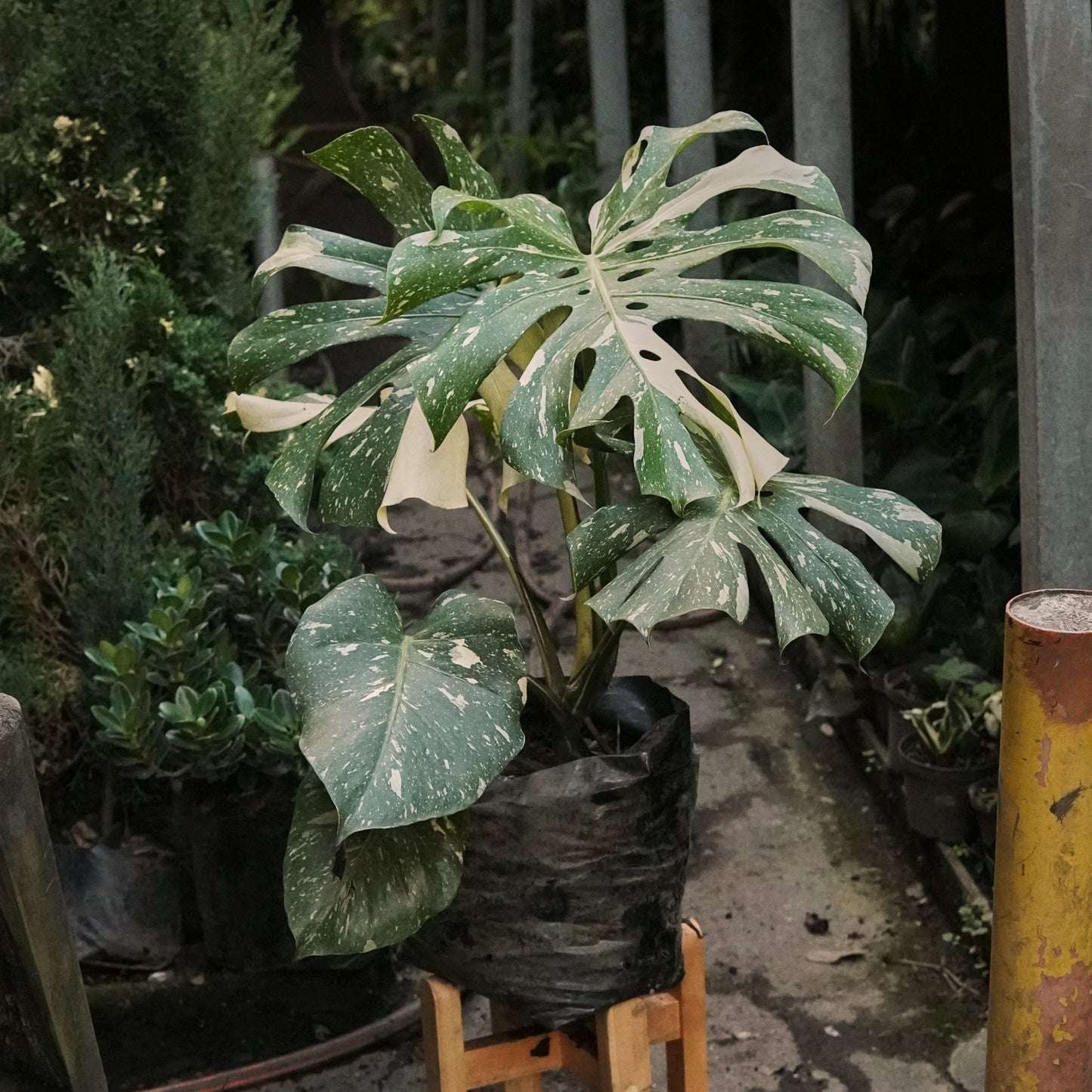 Monstera Thai Constellation - Vivero Florecer