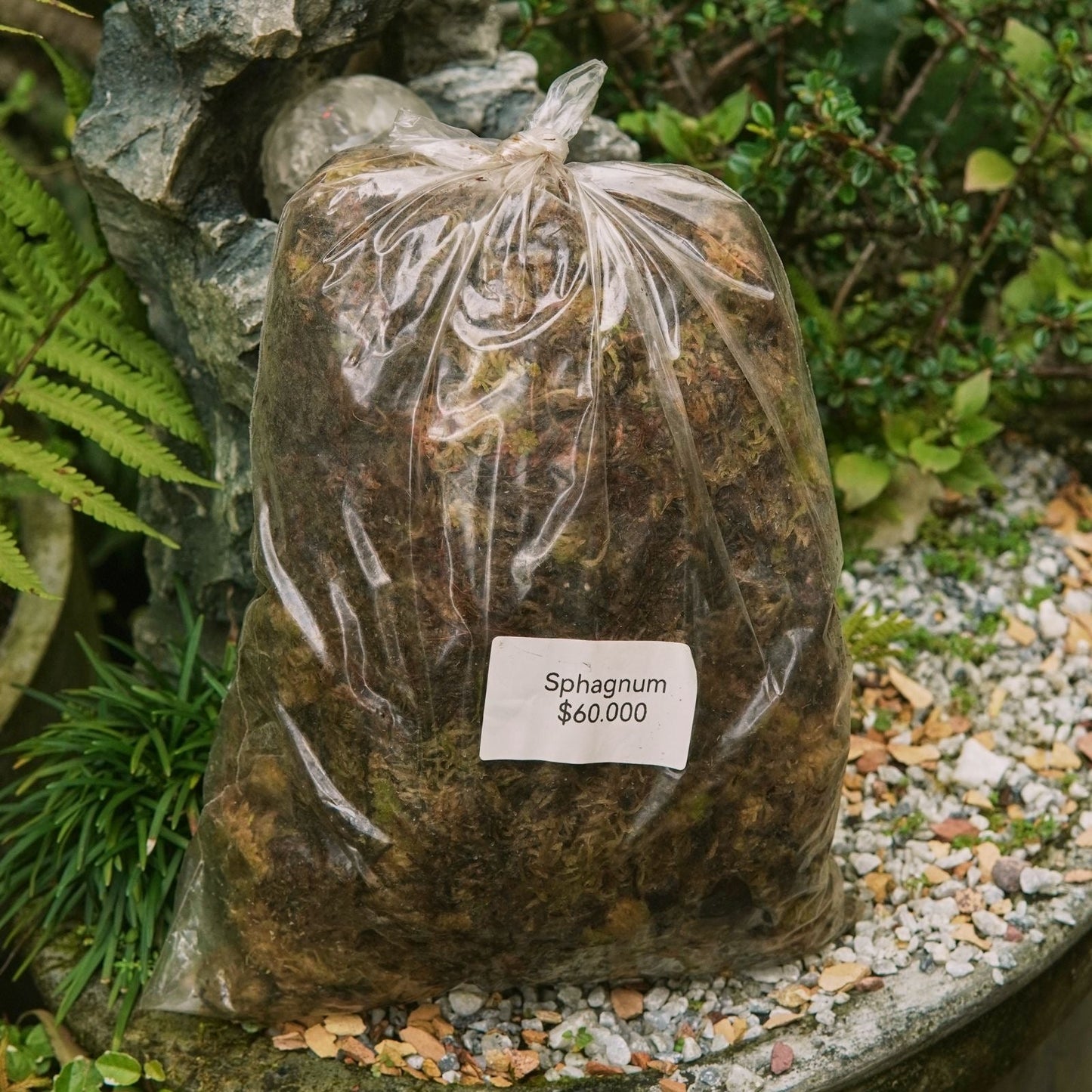 Musgo Sphagnum - Vivero Florecer