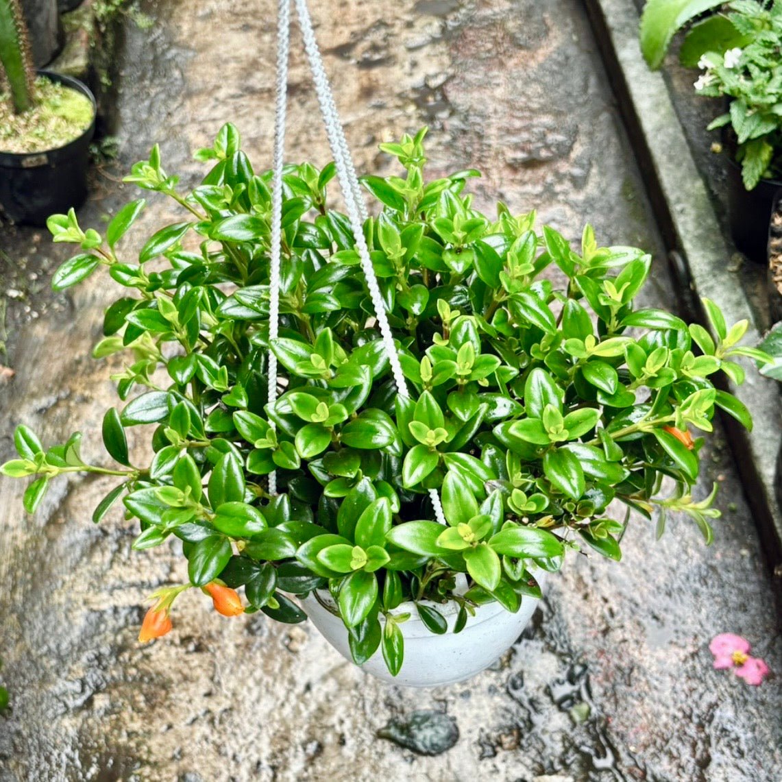 Nematanthus Gregarius “Pescadito Naranja” - Vivero Florecer