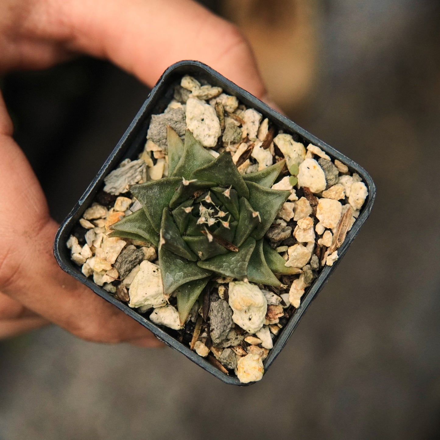 Obregonia Denegrii - Vivero Florecer