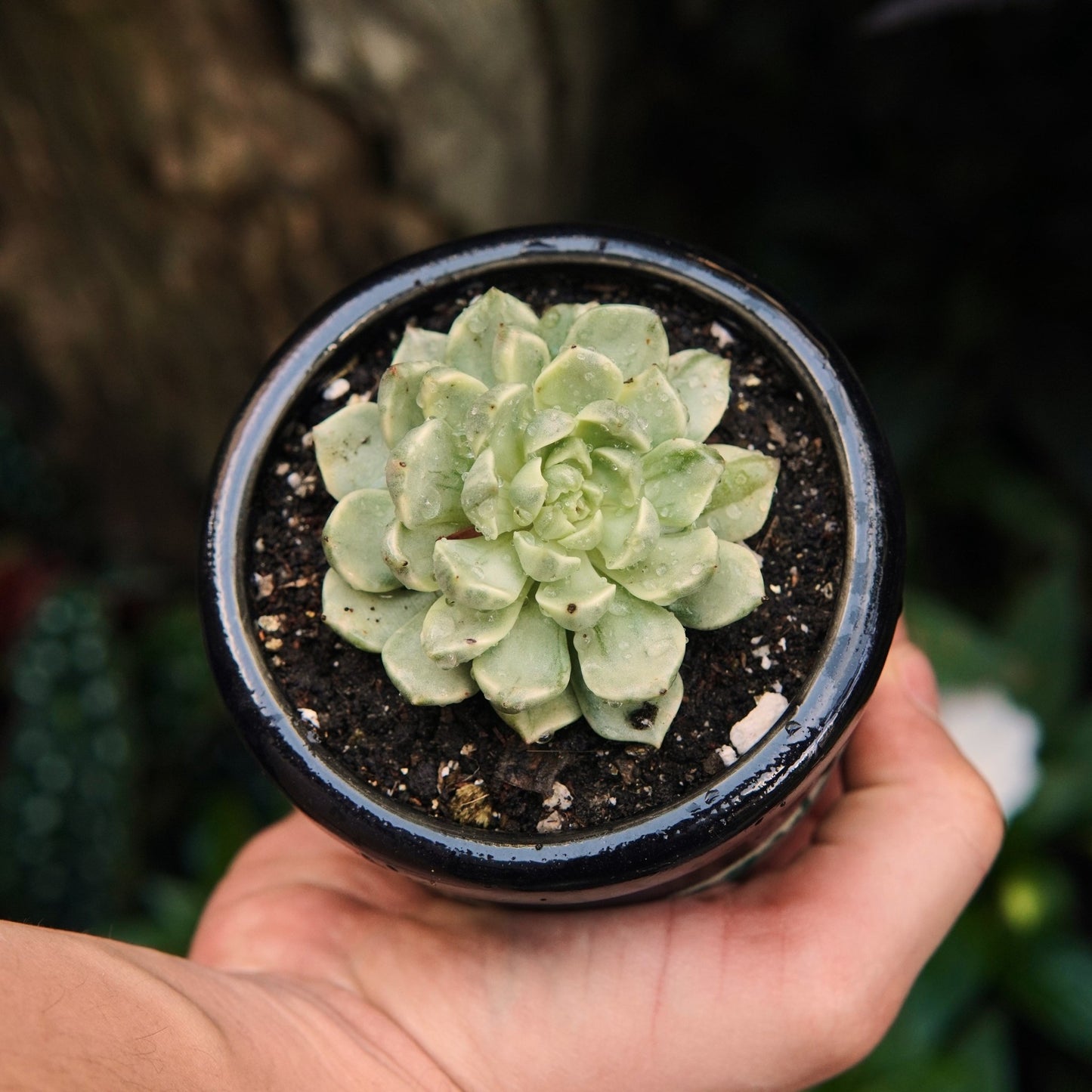 Olivia Variegada - Vivero Florecer
