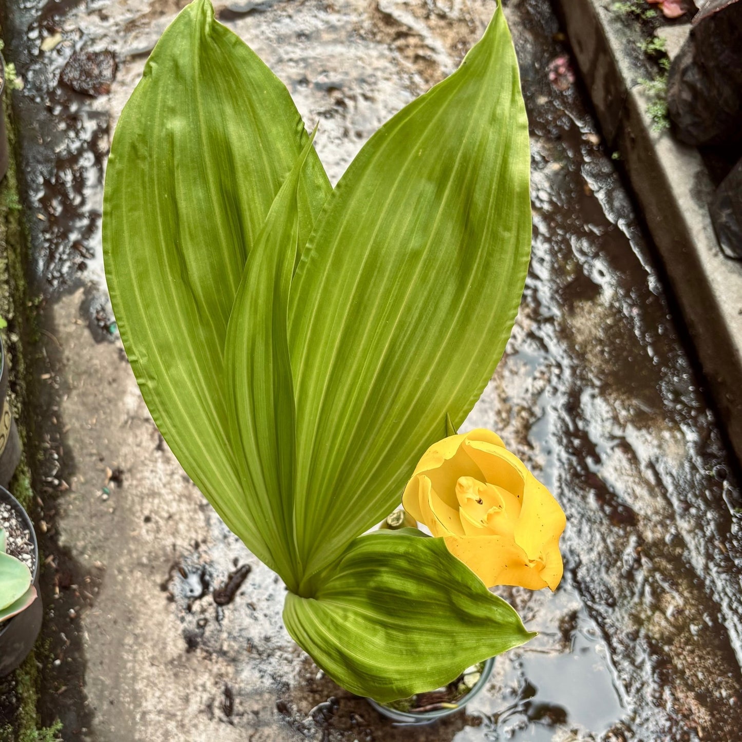 Orquídea Anguloa Clowesii “Cuna De Venus” - Vivero Florecer