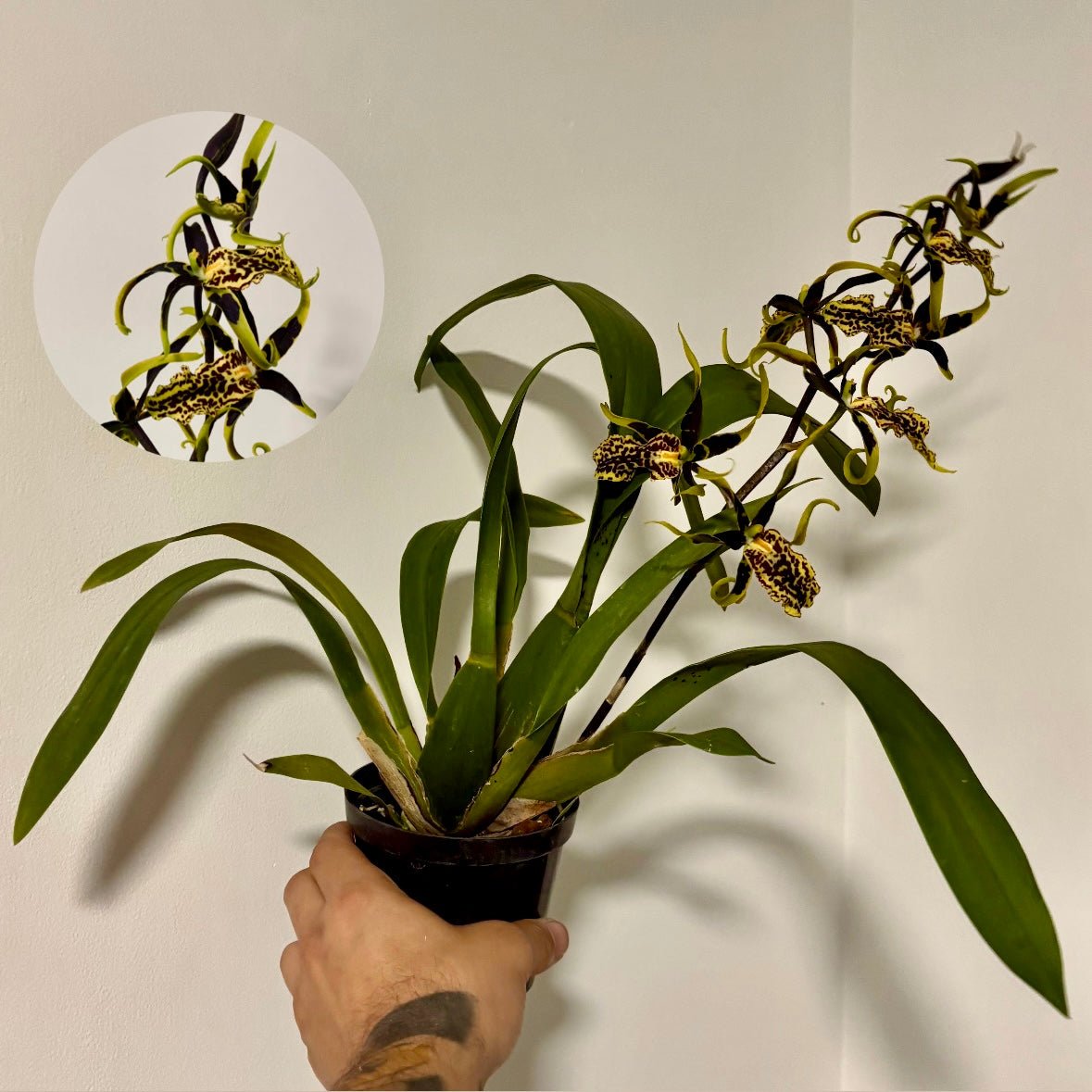 Orquídea Banfieldara - Vivero Florecer