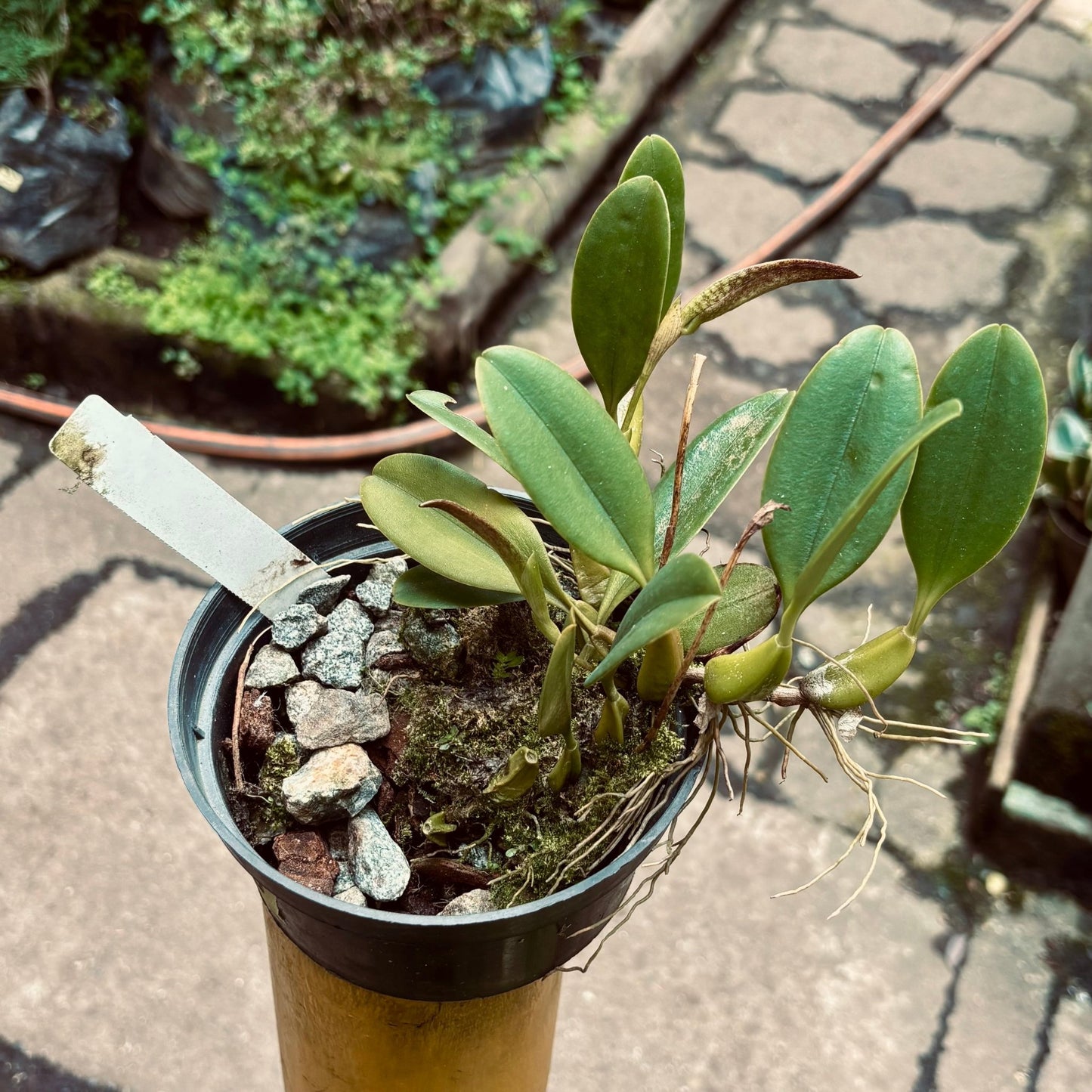 Orquídea Bulbophyllum Burfordiense - Vivero Florecer