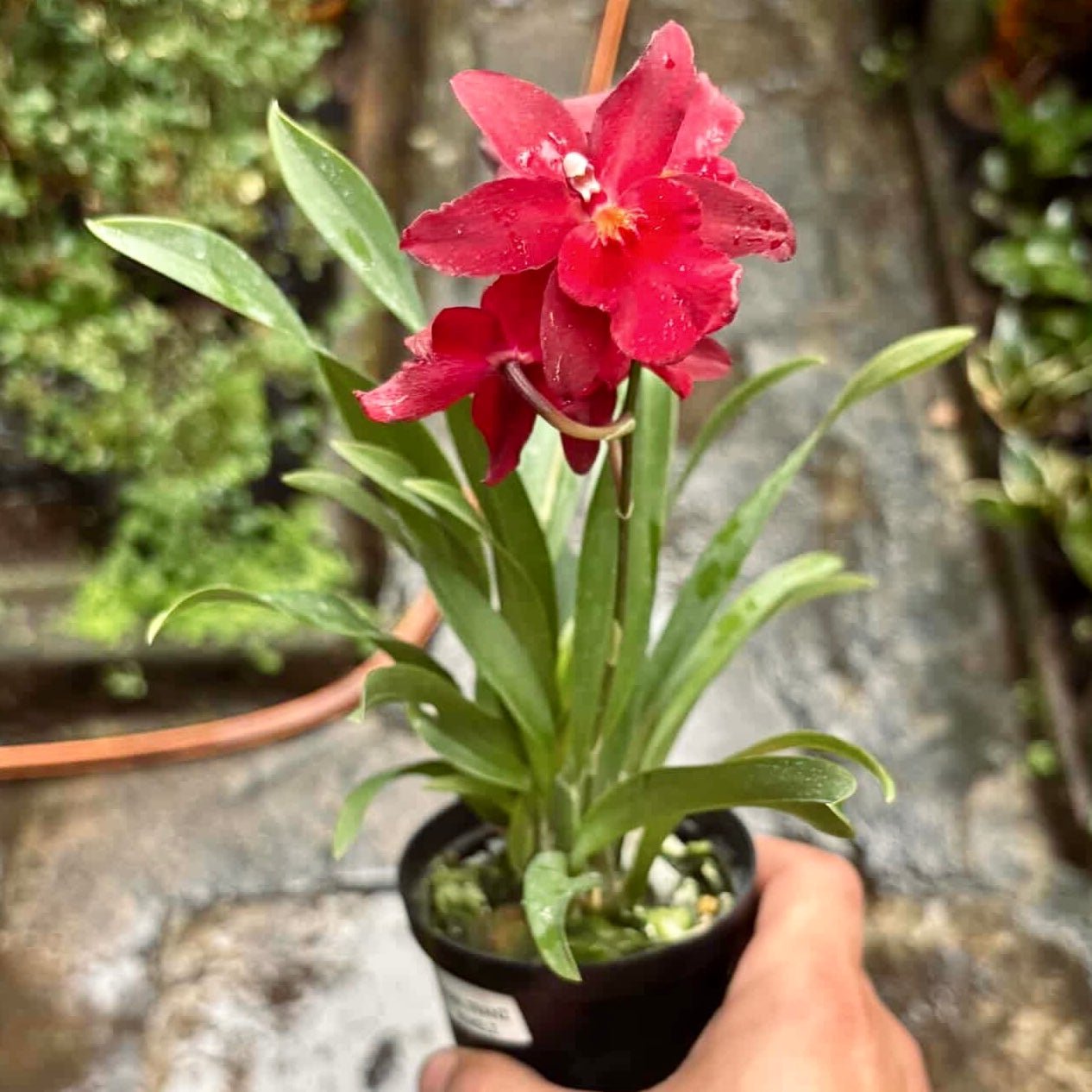Orquídea Burrageara Fran's Jewels - Vivero Florecer