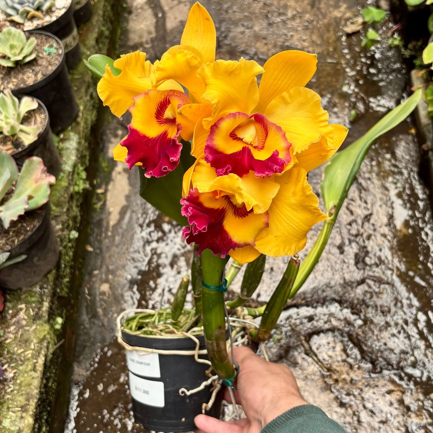 Orquidea Cattleya Híbrida - Vivero Florecer