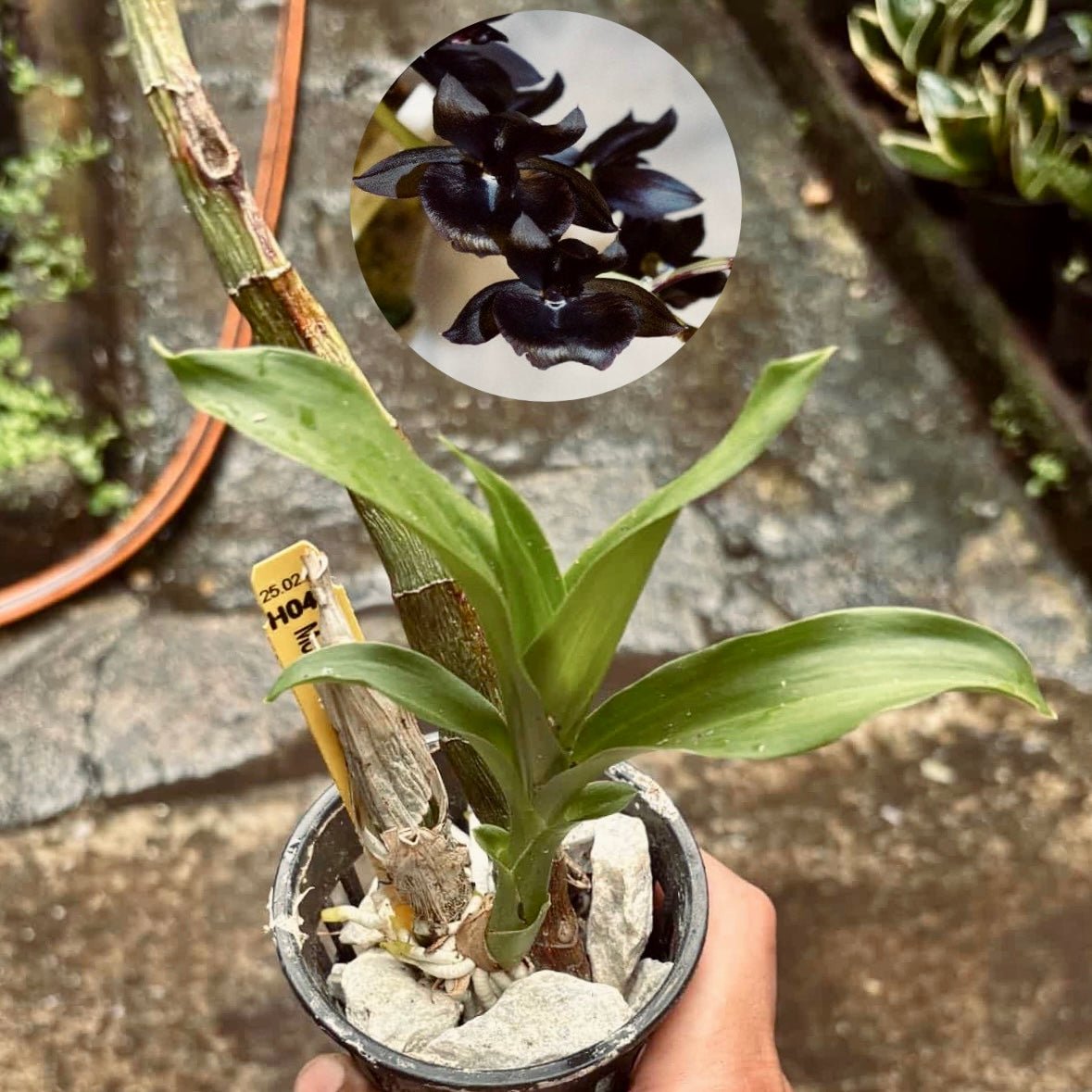 Orquídea Negra Monnierara Millennium Magic Witchcraft - Vivero Florecer