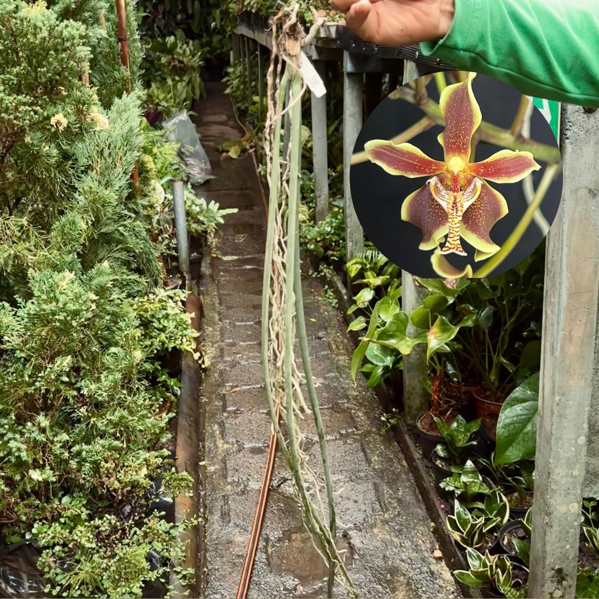 Orquídea Paraphalaenopsis Labukensis - Vivero Florecer