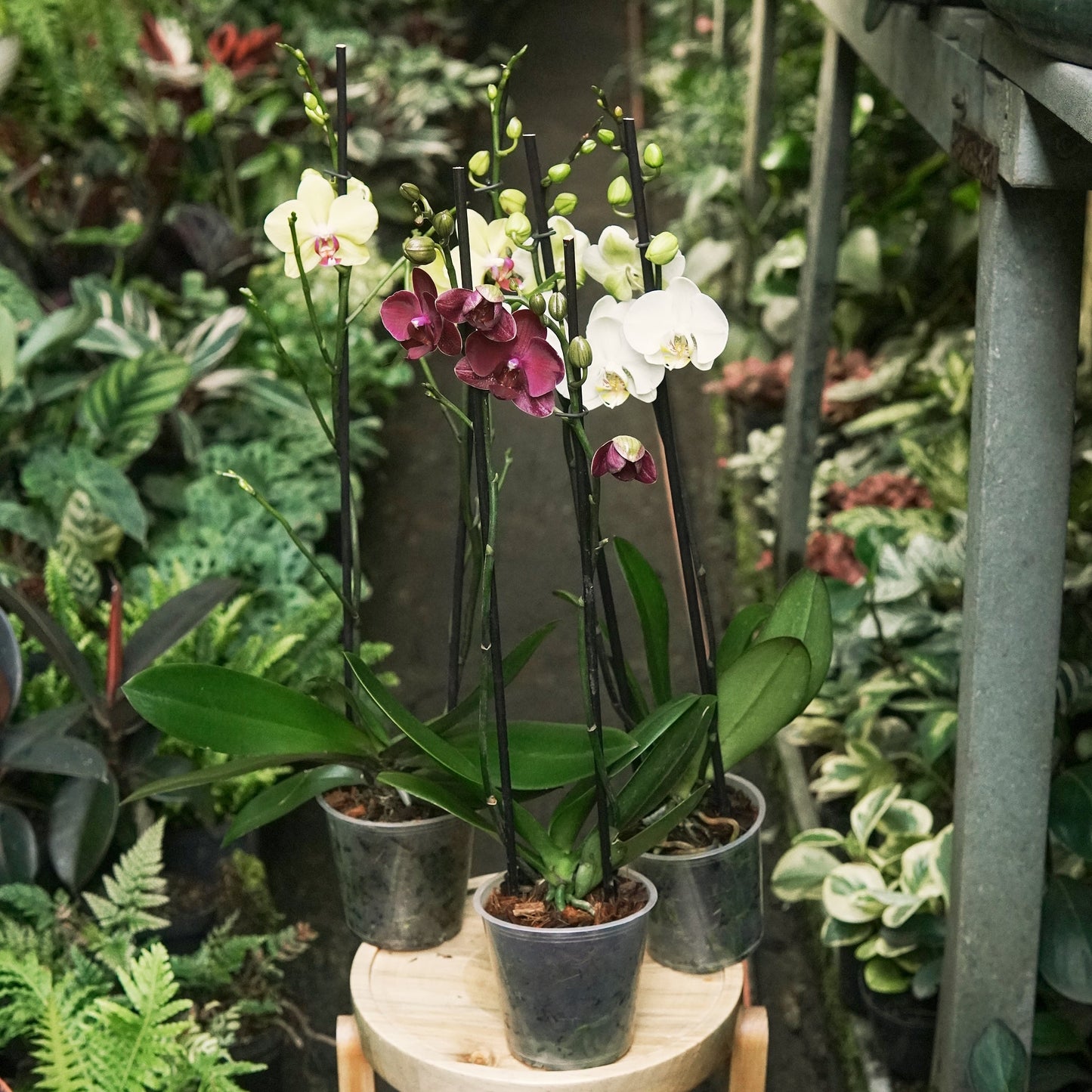 Orquídea Phalaepnosis Doble Vara Floral - Vivero Florecer
