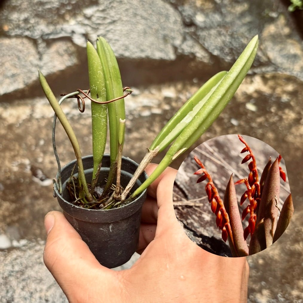Orquídea Pleurothallis Teres - Vivero Florecer