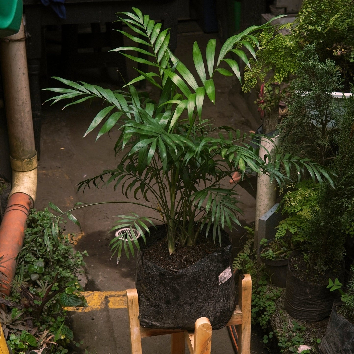 Palma Bella - Vivero Florecer